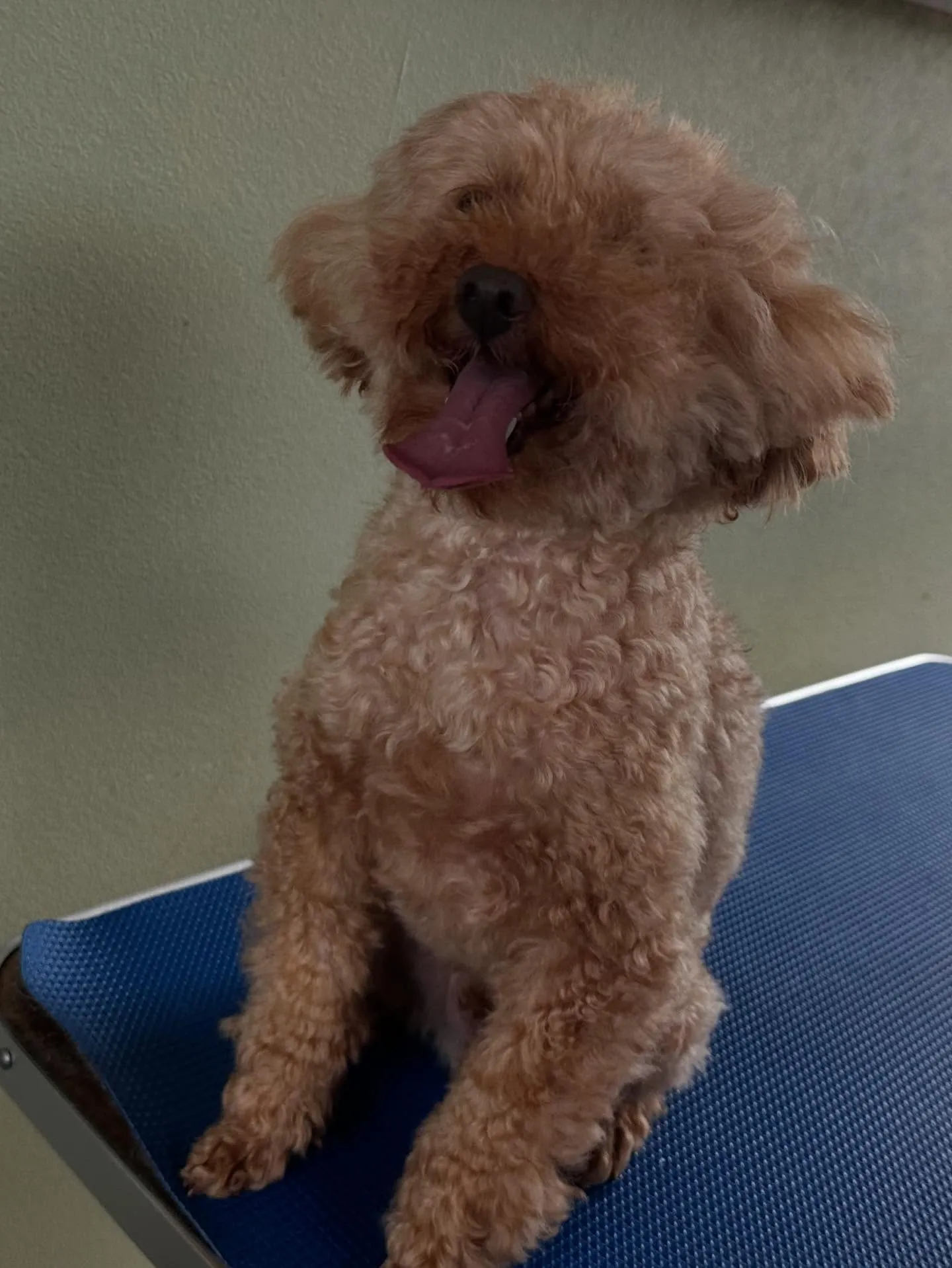 トリミングに来てくれたわんこたちです💕