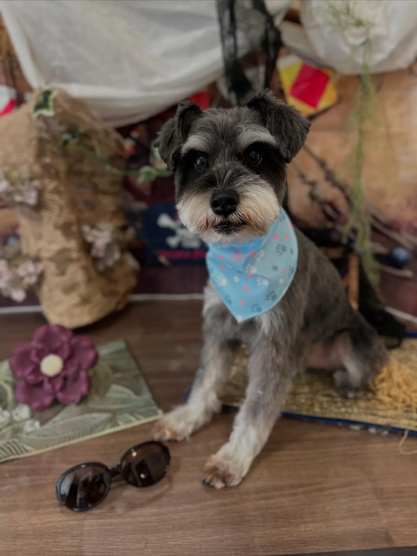 トリミングに来てくれたわんこたちです💕