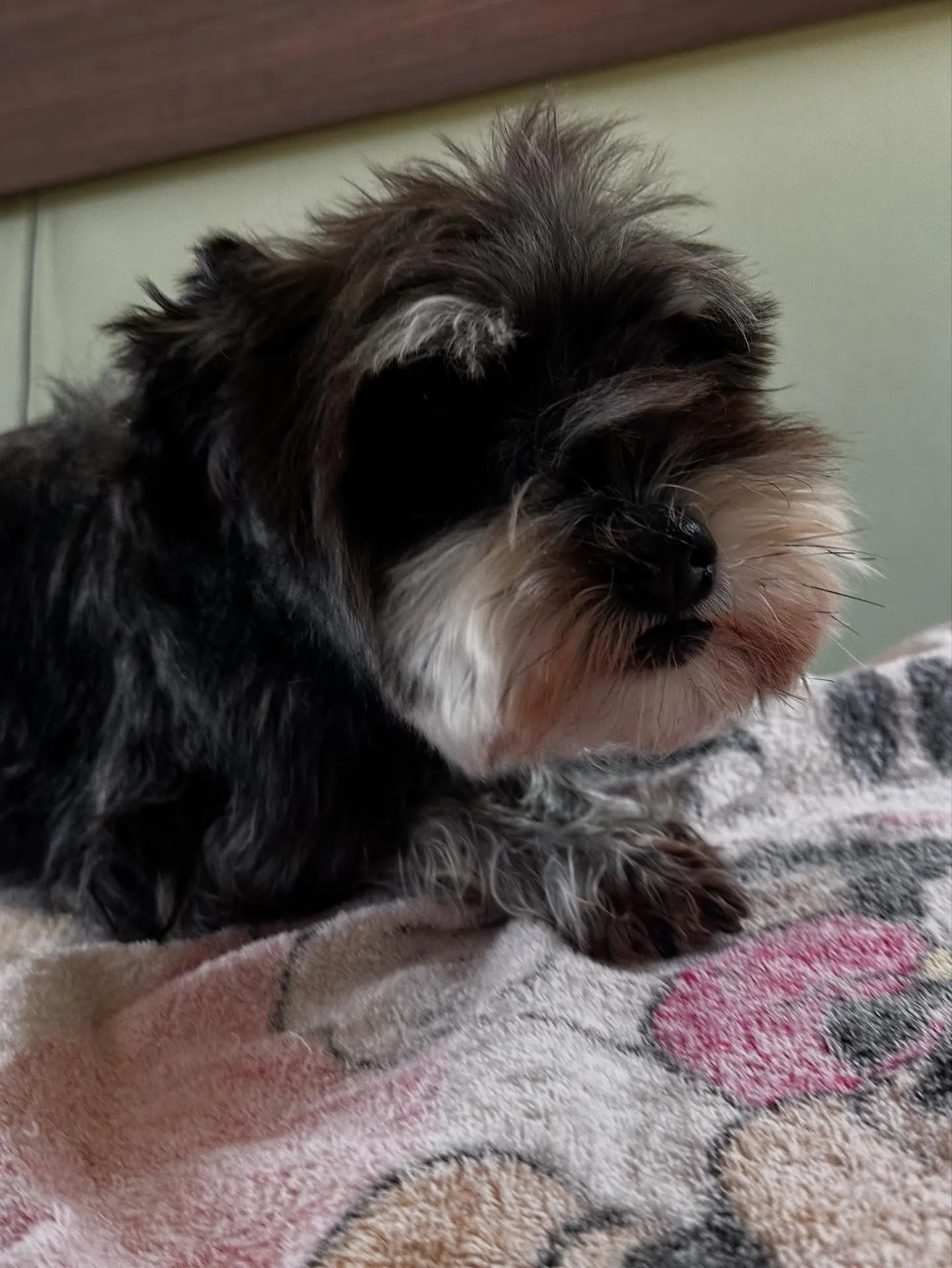 トリミングに来てくれたわんこたちです💕