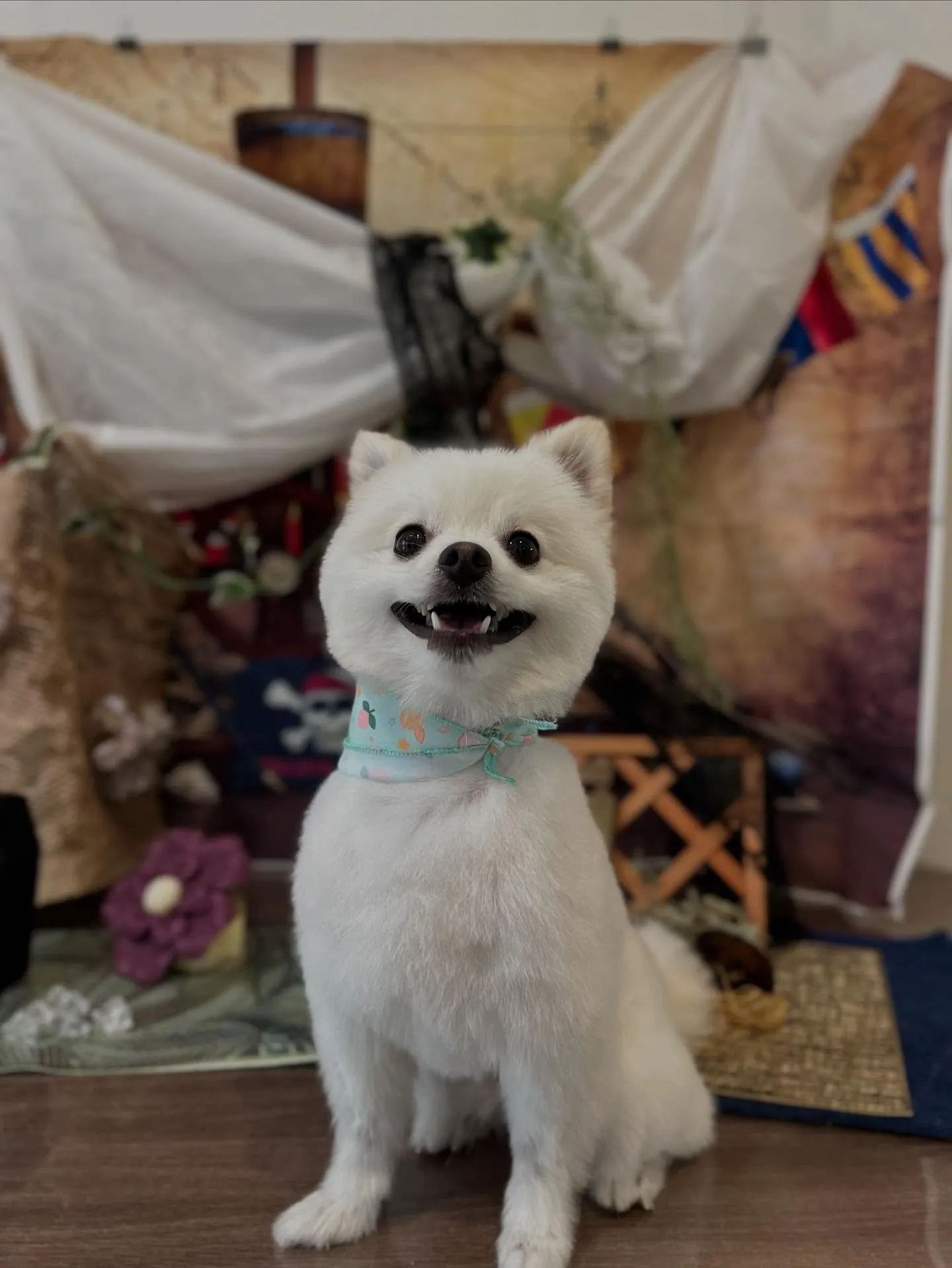 トリミングに来てくれたわんこたちです💕