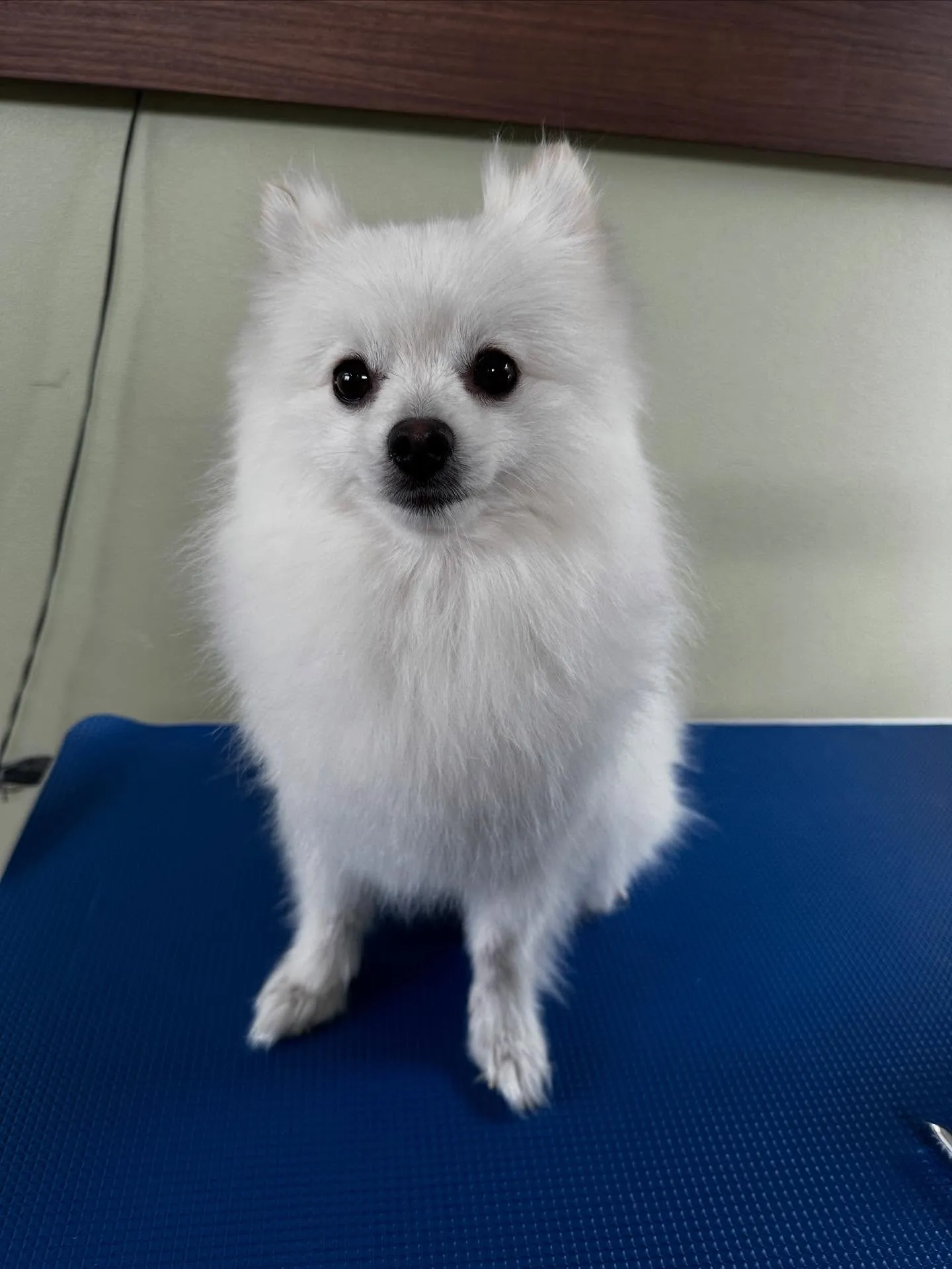 トリミングに来てくれたわんこたちです💕