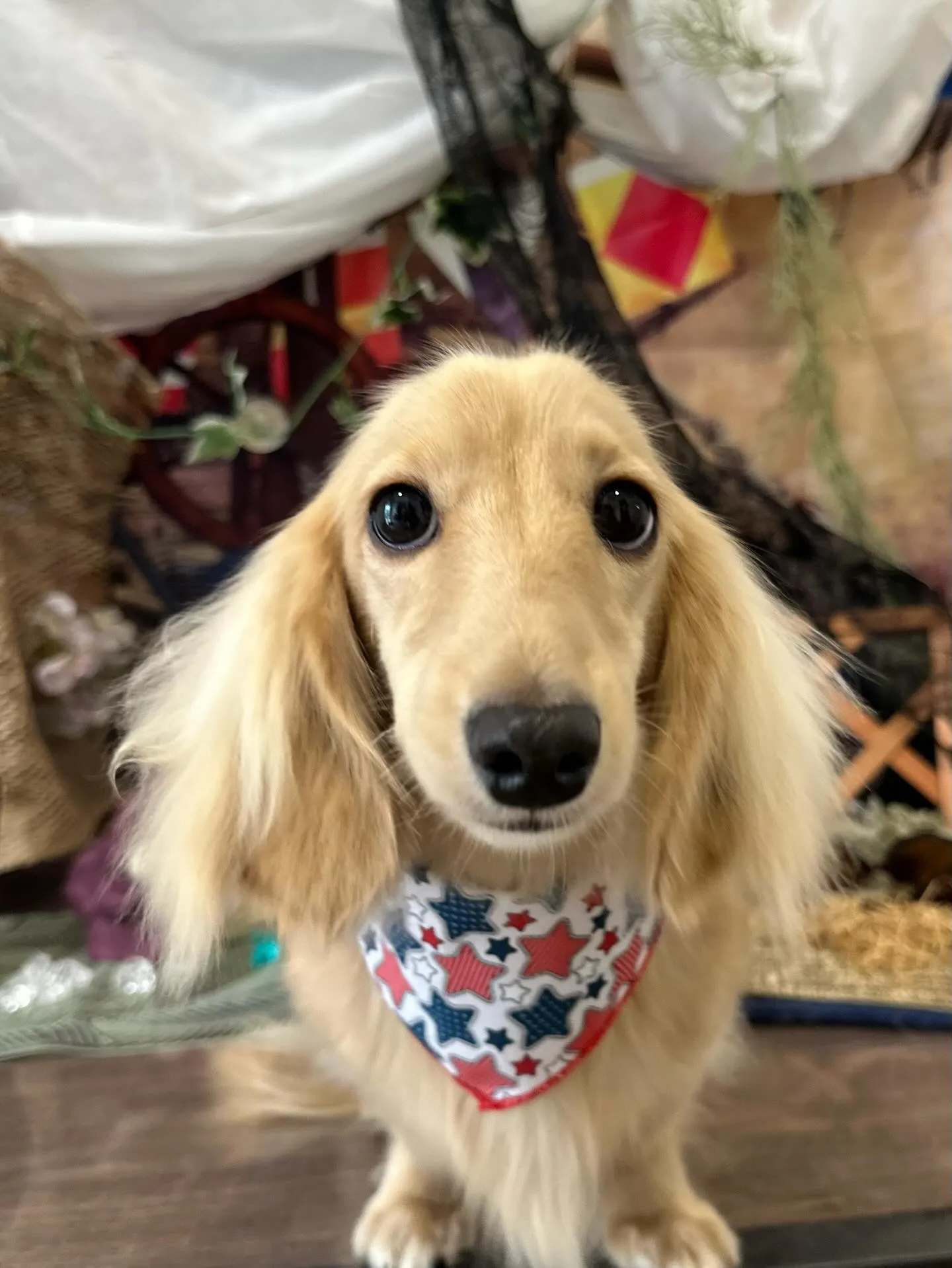 トリミングに来てくれたわんこたちです💕