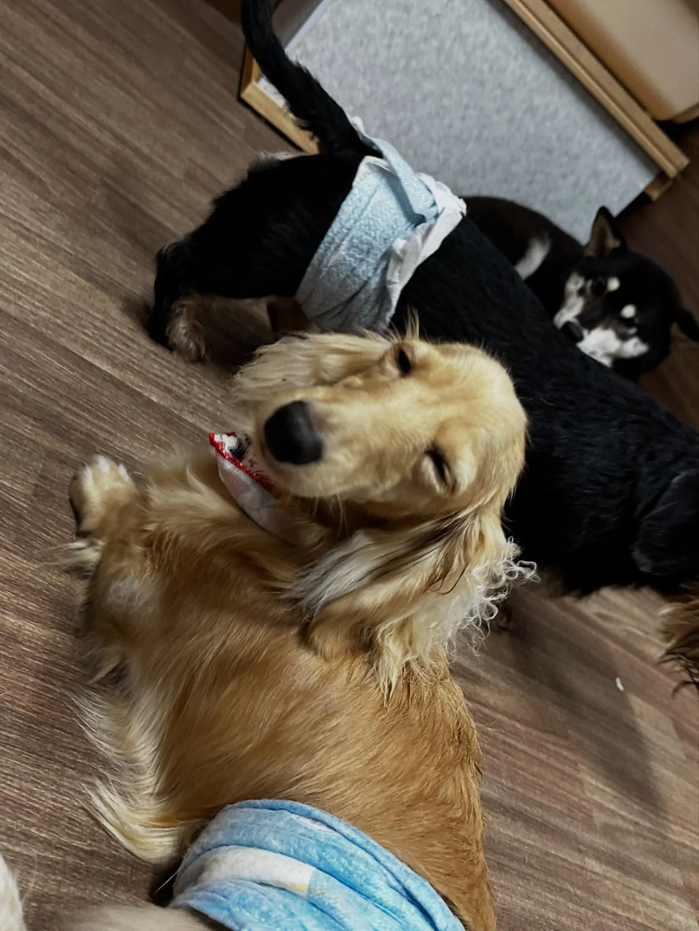 トリミングに来てくれたわんこたちです💕