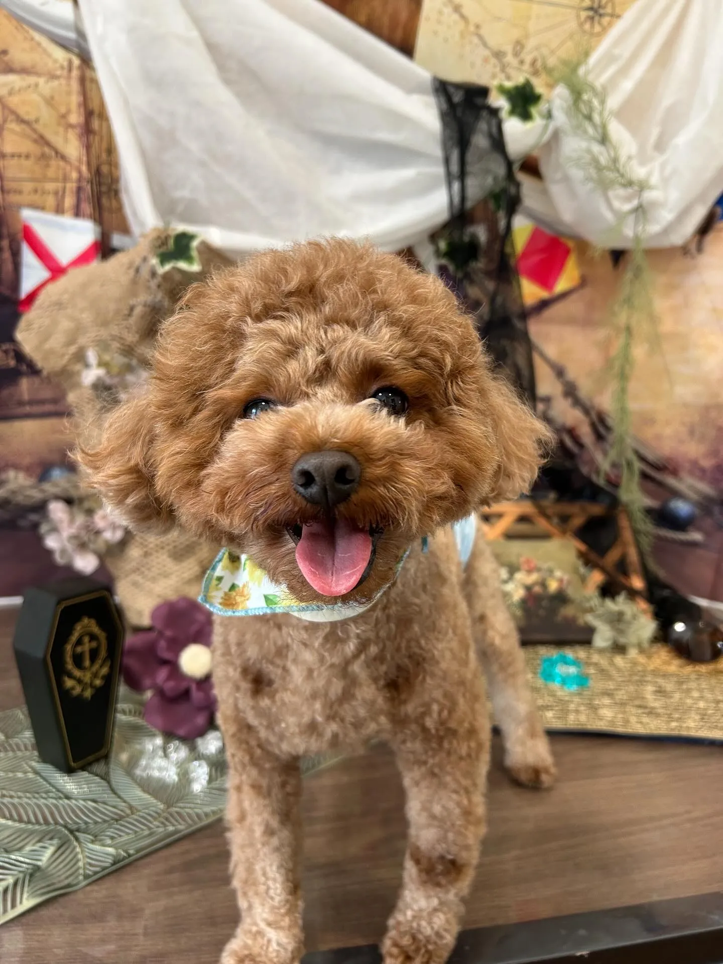 トリミングに来てくれたわんこたちです💕