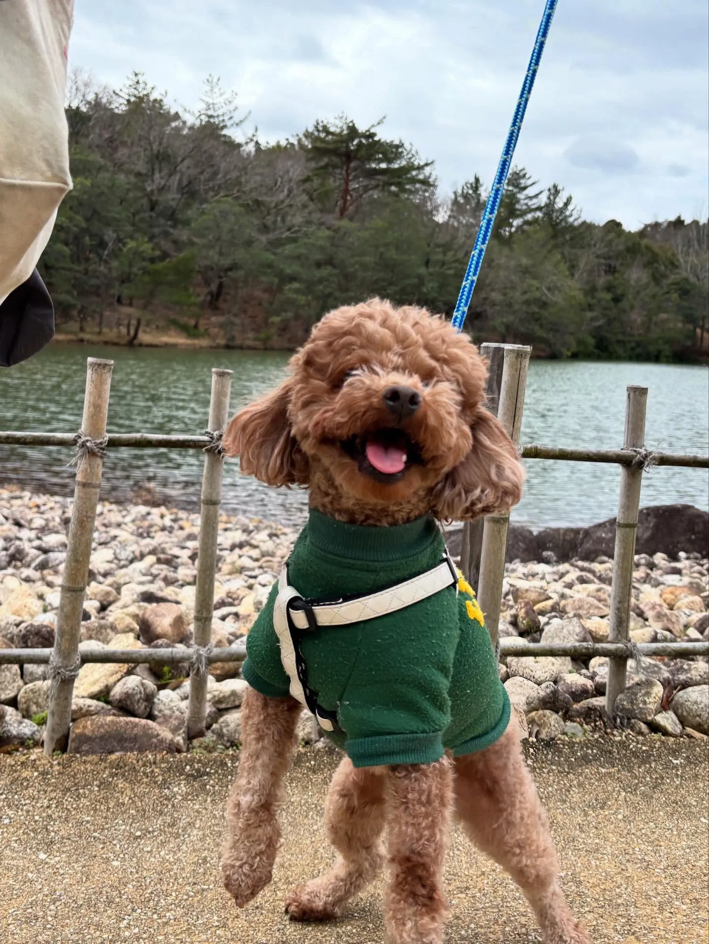 トリミングに来てくれたわんこたちです💕