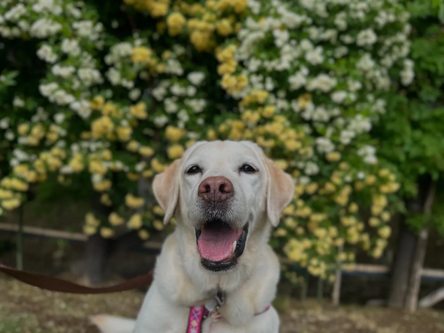 【愛犬と行く長野旅行レポ】