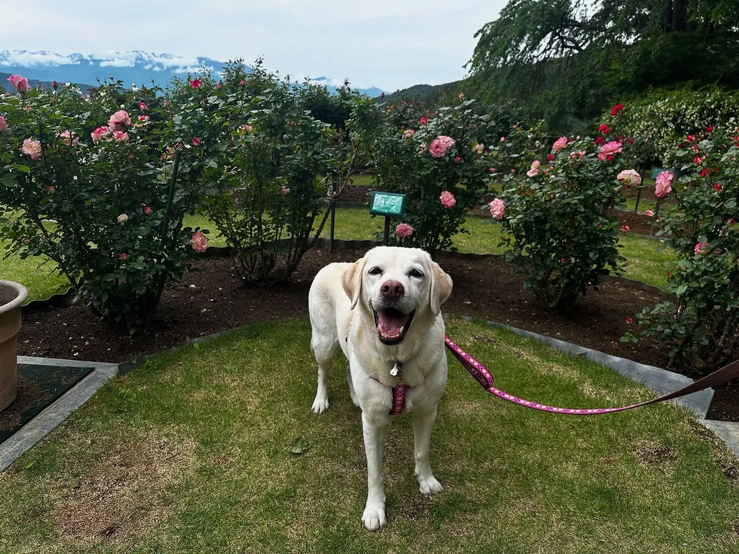 【愛犬と行く長野旅行レポ】