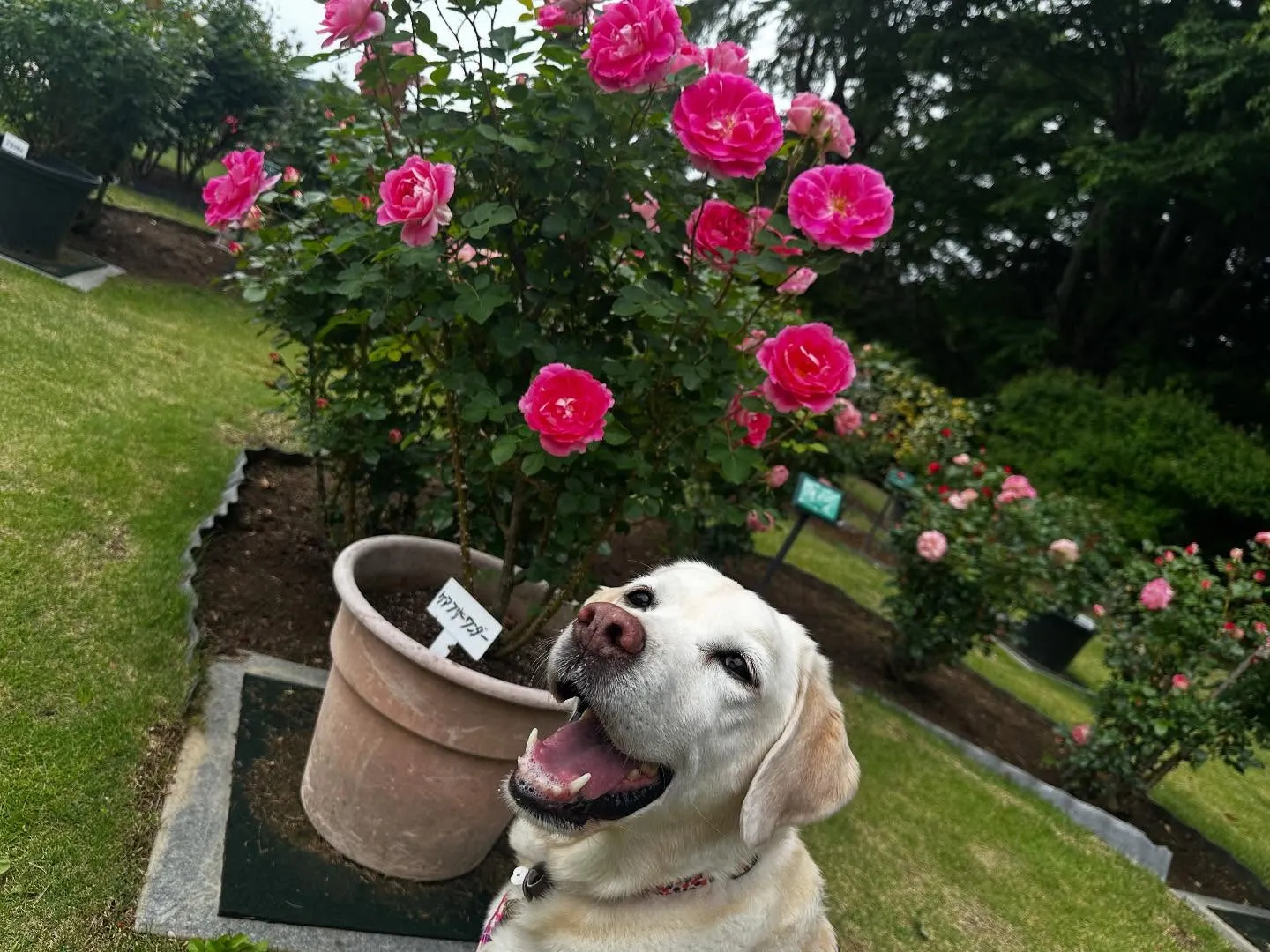 【愛犬と行く長野旅行レポ】