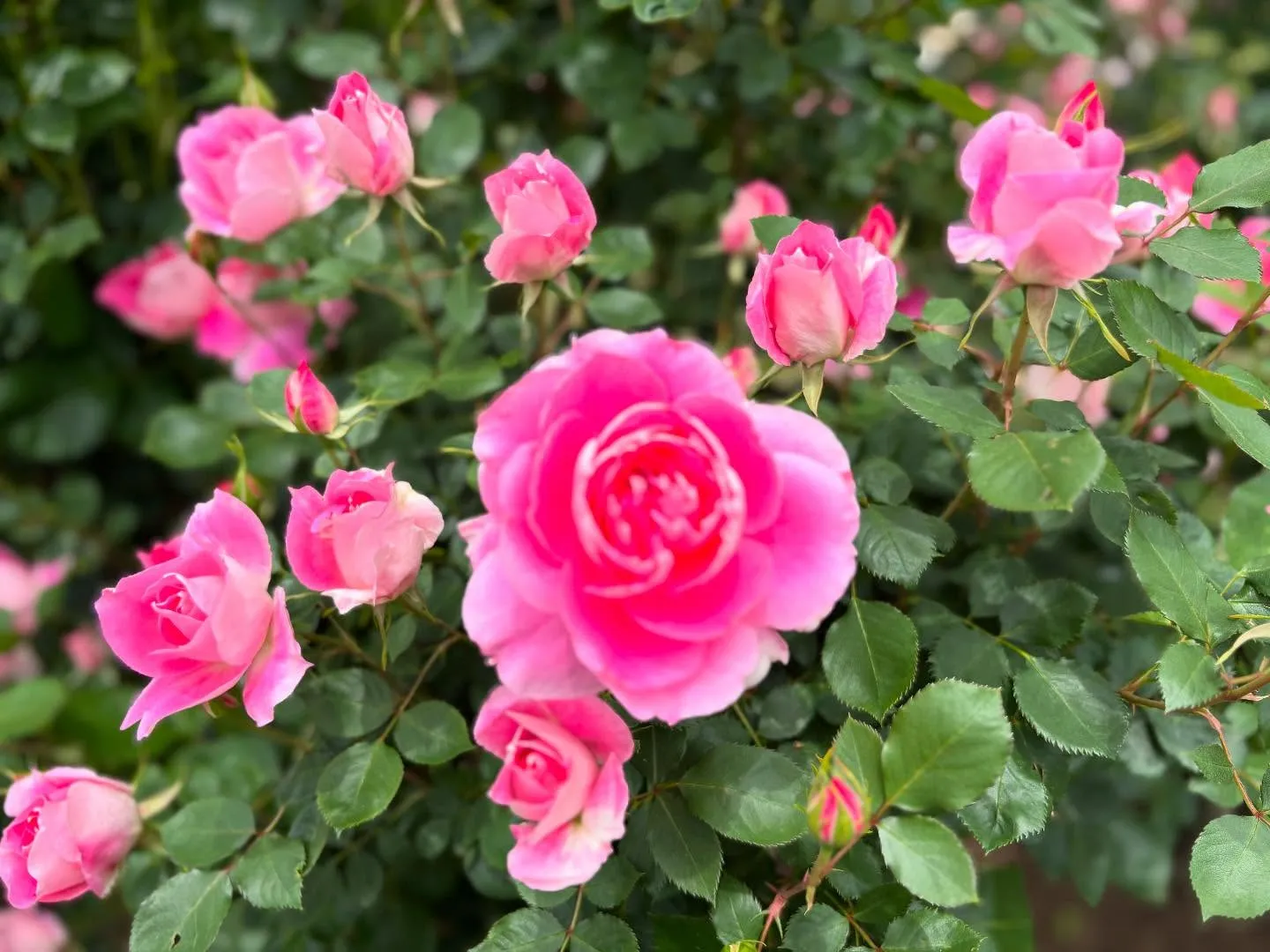 【愛犬と行く長野旅行レポ】