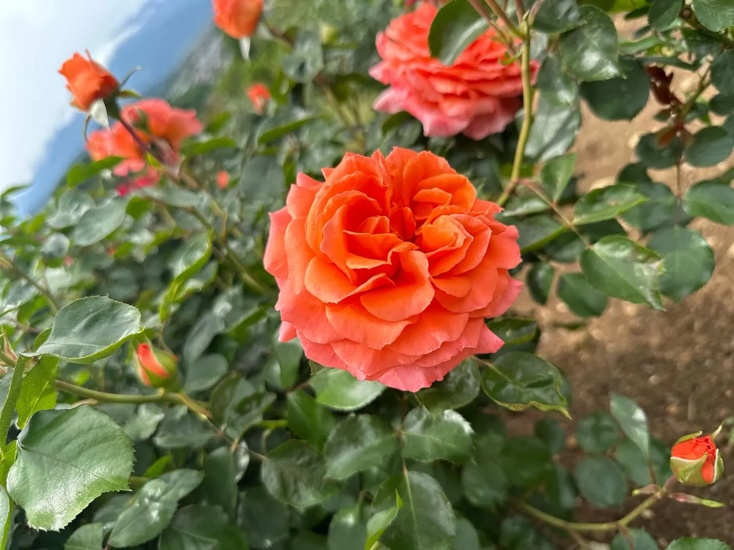 【愛犬と行く長野旅行レポ】