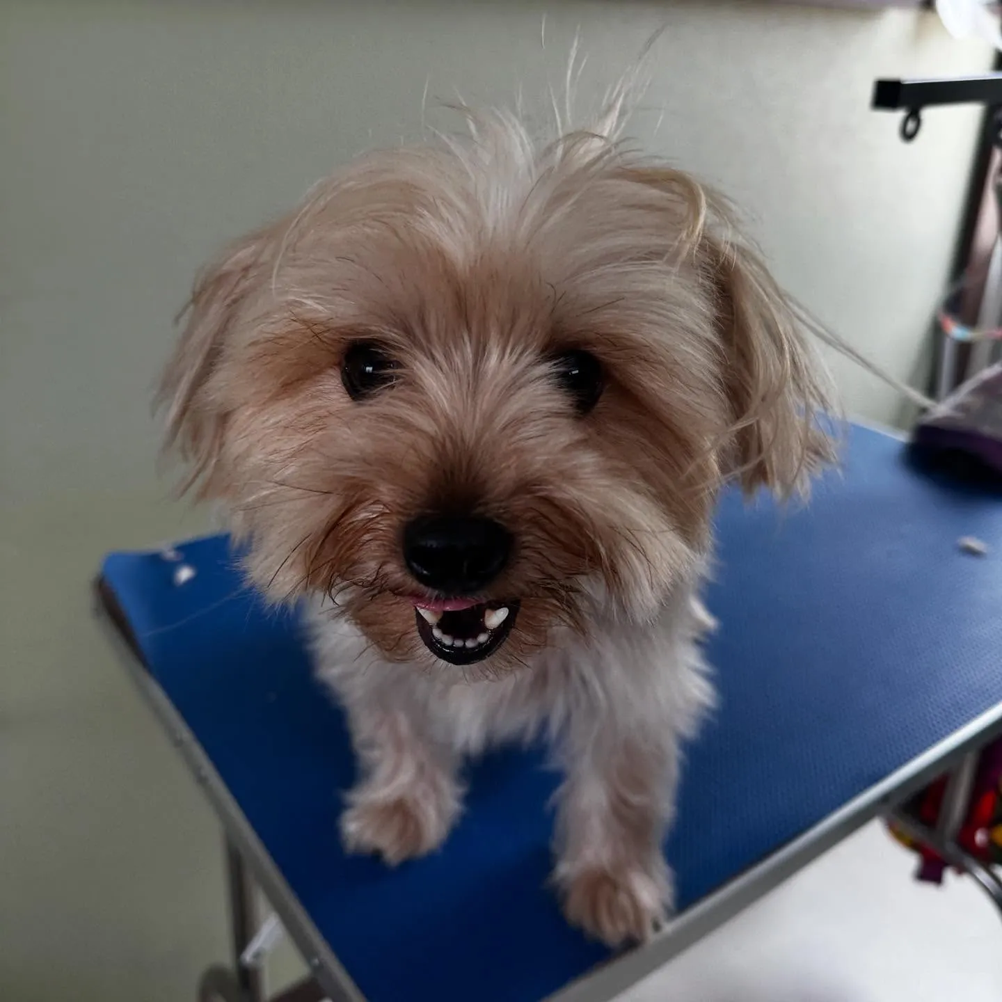 トリミングのセットメニューをご利用頂いたわんこたちです🐾