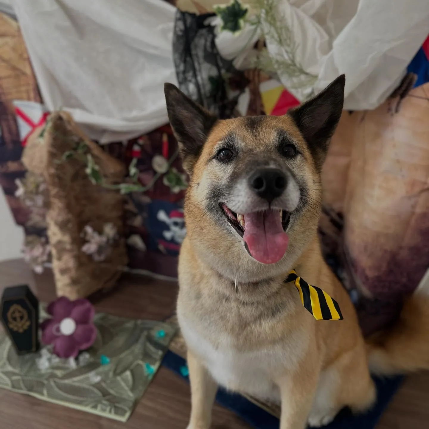 トリミングのセットメニューをご利用頂いたわんこたちです🐾