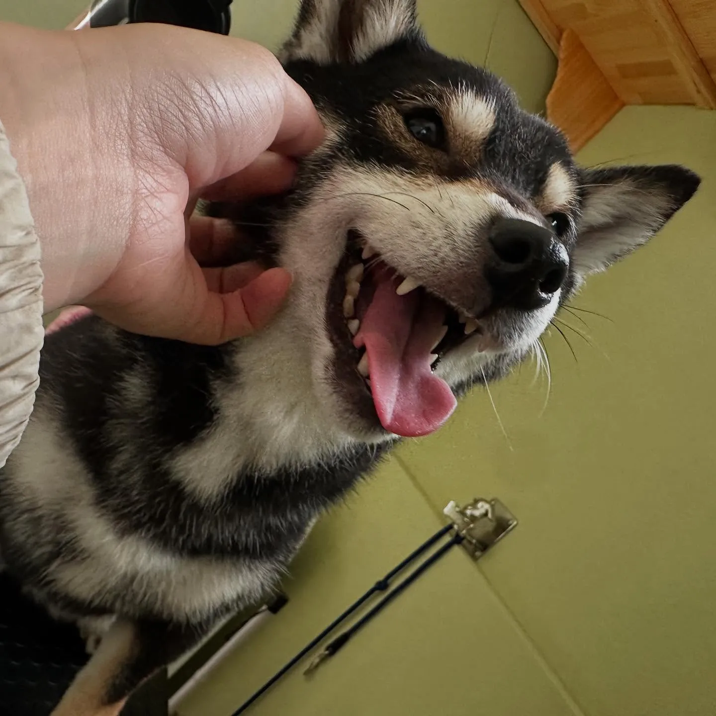 トリミングのセットメニューをご利用頂いたわんこたちです🐾