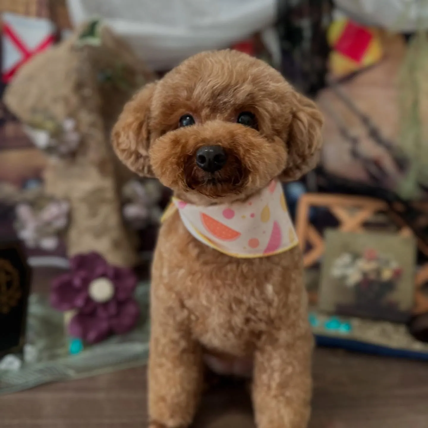 トリミングのセットメニューをご利用頂いたわんこたちです🐾