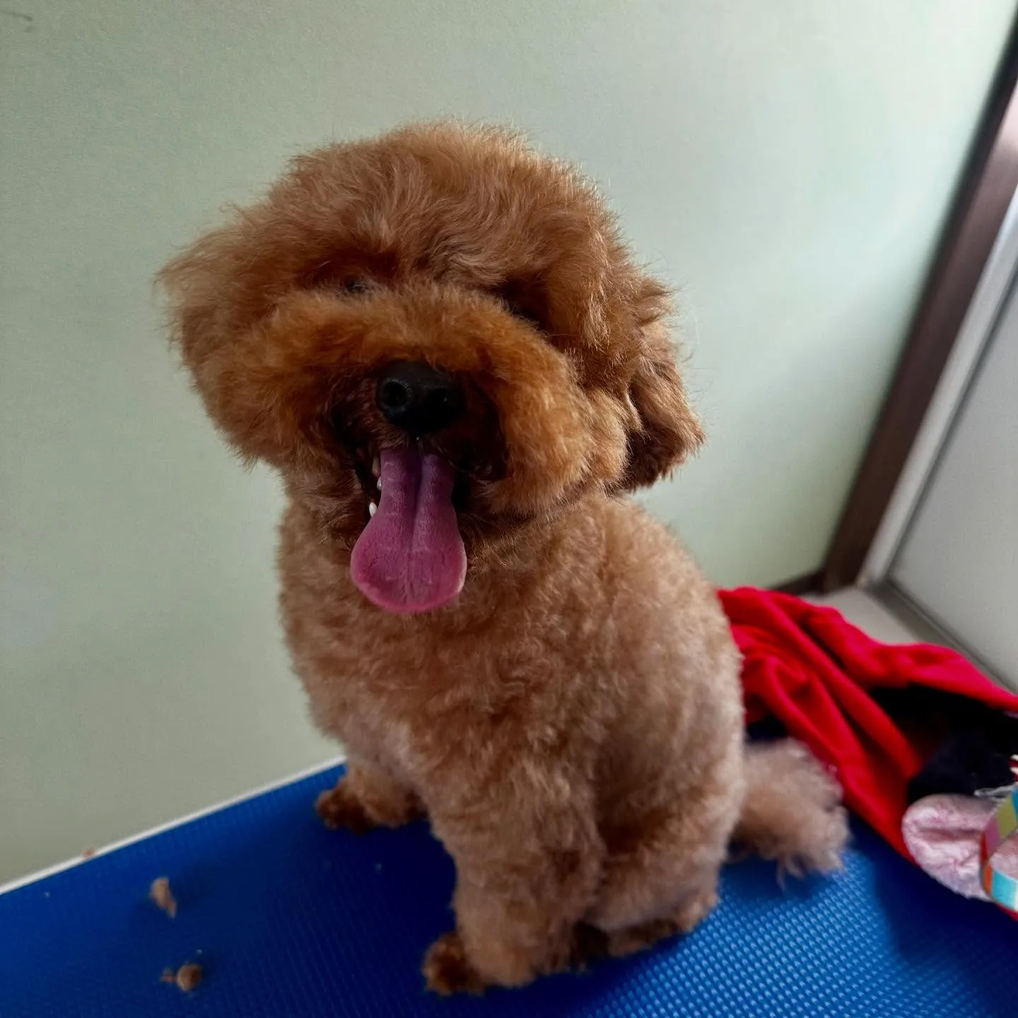 トリミングのセットメニューをご利用頂いたわんこたちです🐾