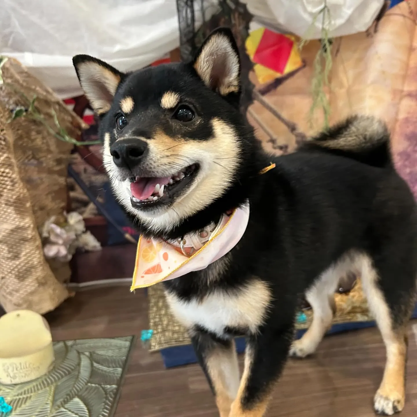 トリミングのセットメニューをご利用頂いたわんこたちです🐾