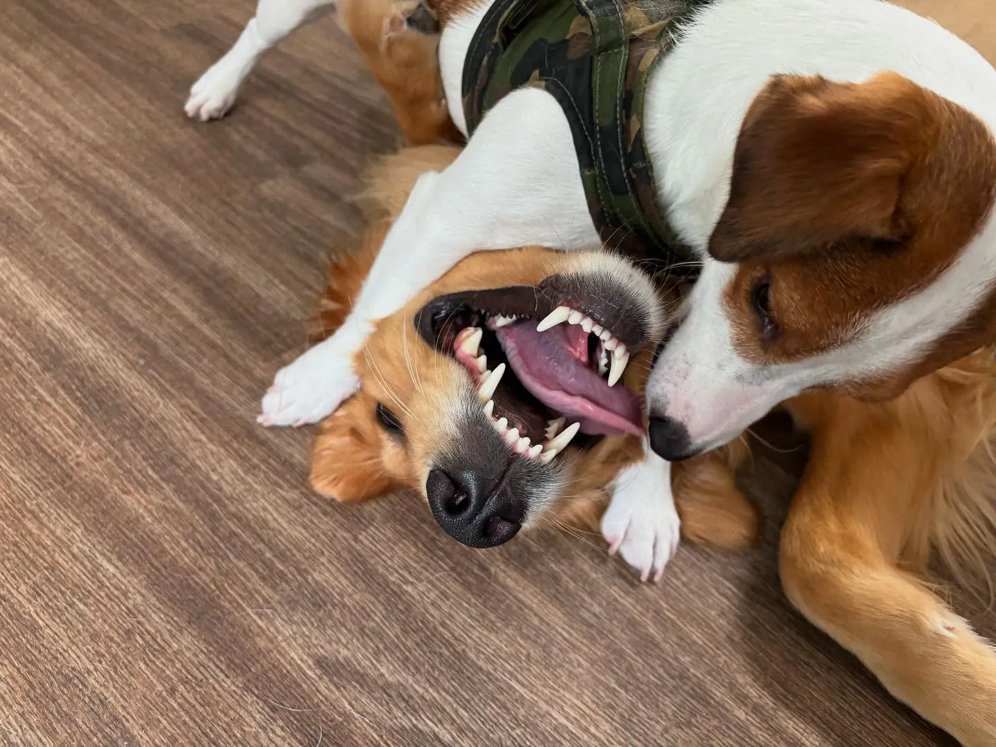 【写真撮影会イベント📸】