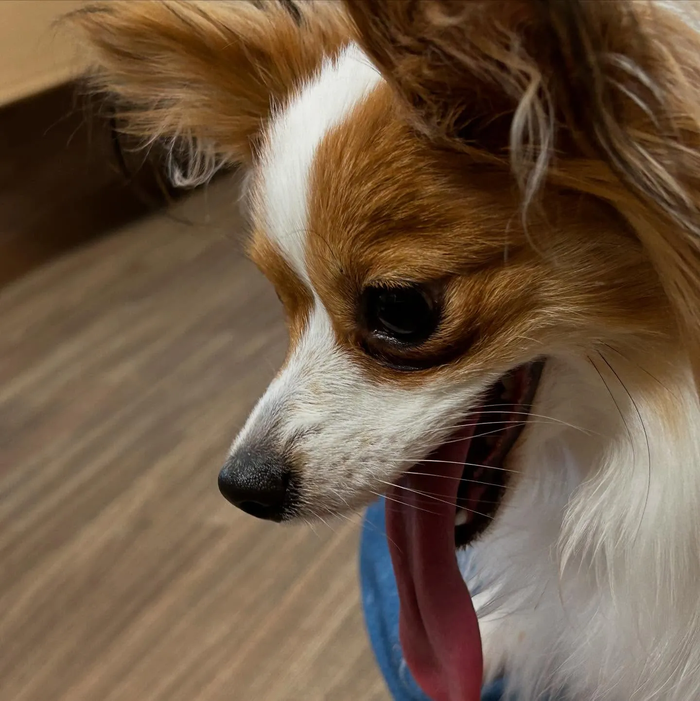 トリミングのセットメニューに来てくれたわんこたちです🎶