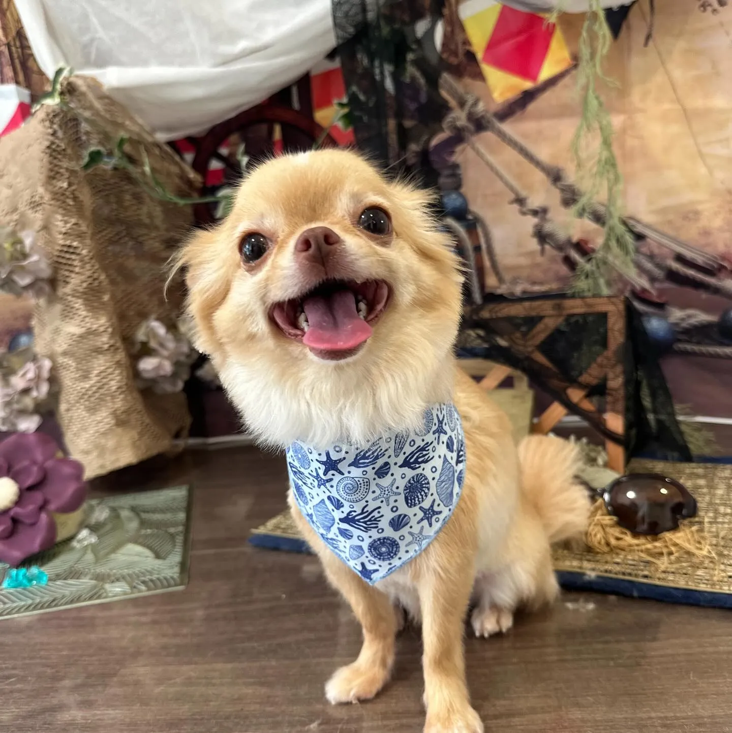 トリミングのセットメニューに来てくれたわんこたちです🎶