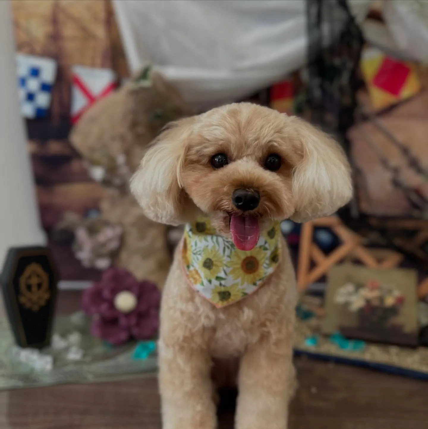 トリミングのセットメニューに来てくれたわんこたちです🎶