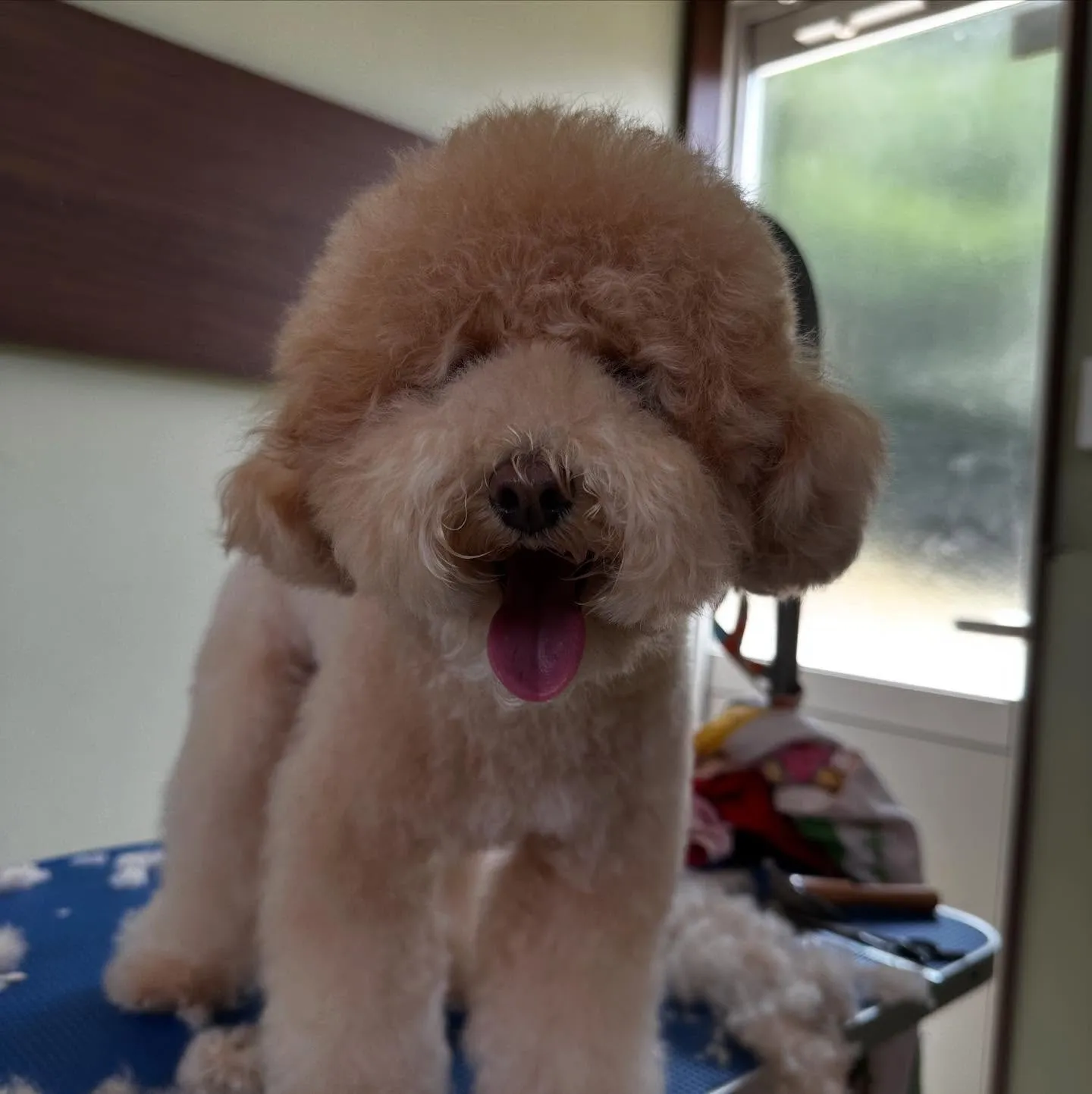 トリミングのセットメニューに来てくれたわんこたちです🎶