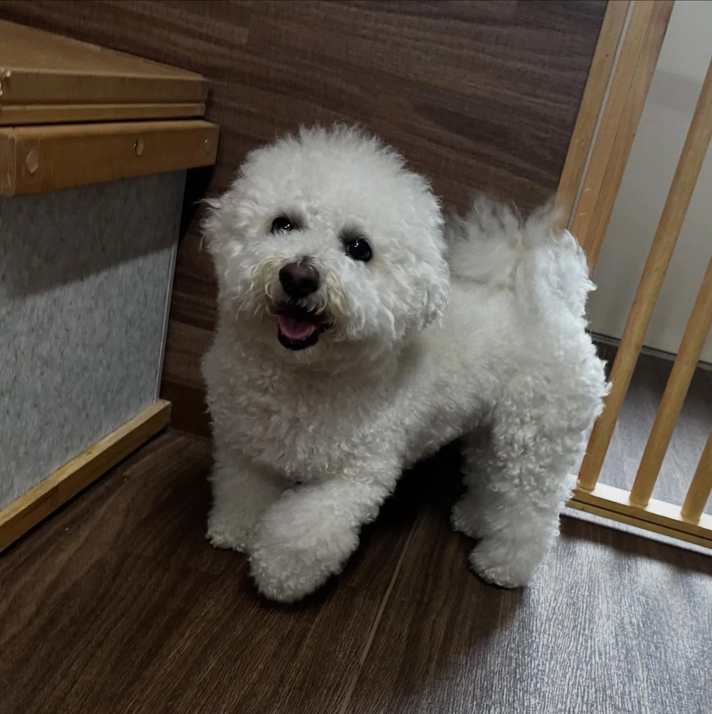 入会してくれたトゥブちゃんです💖