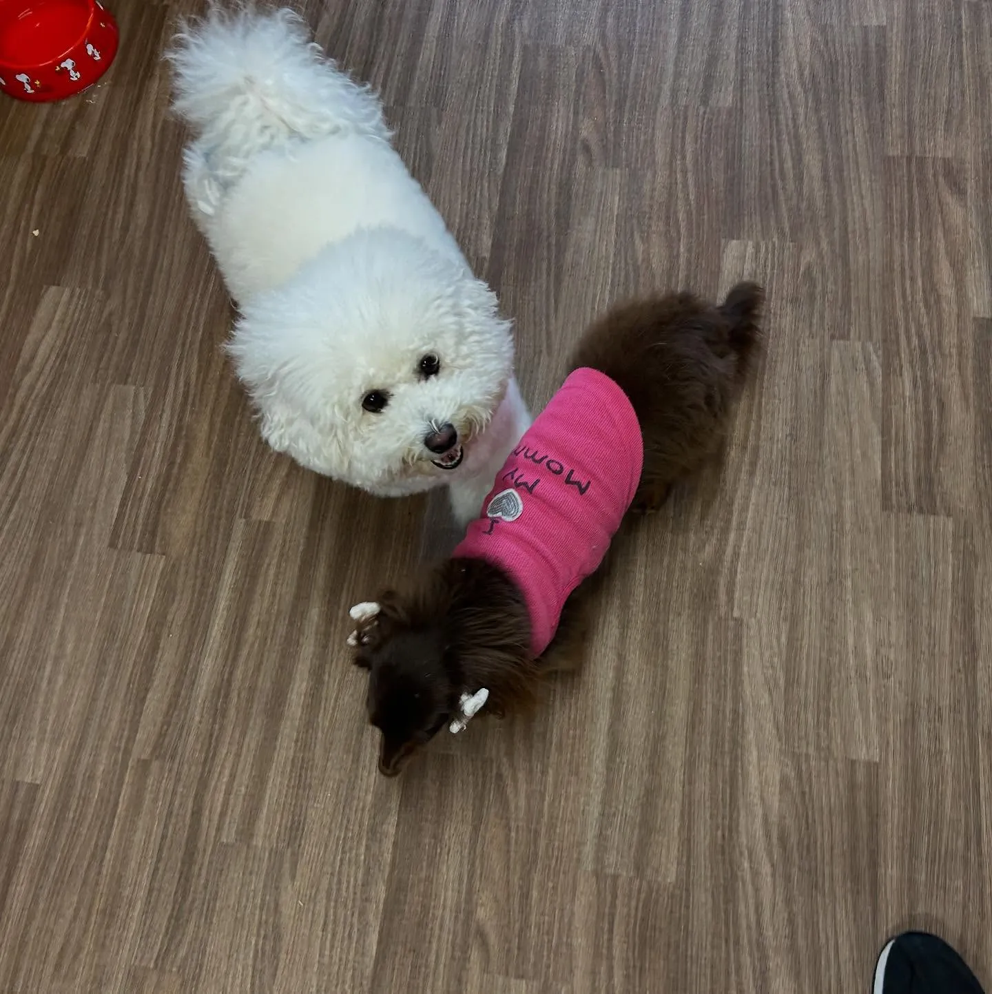 入会してくれたトゥブちゃんです💖