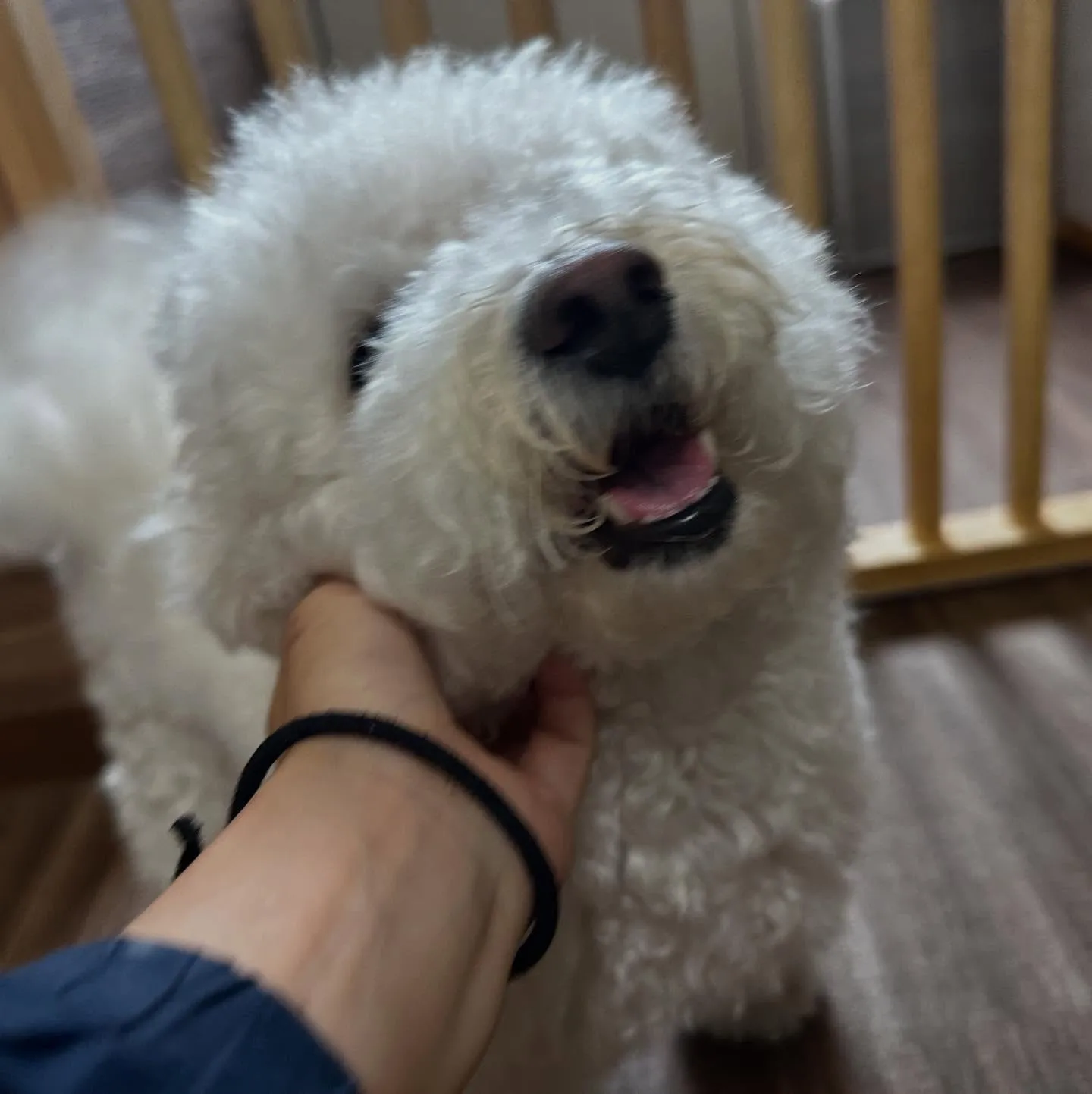 入会してくれたトゥブちゃんです💖