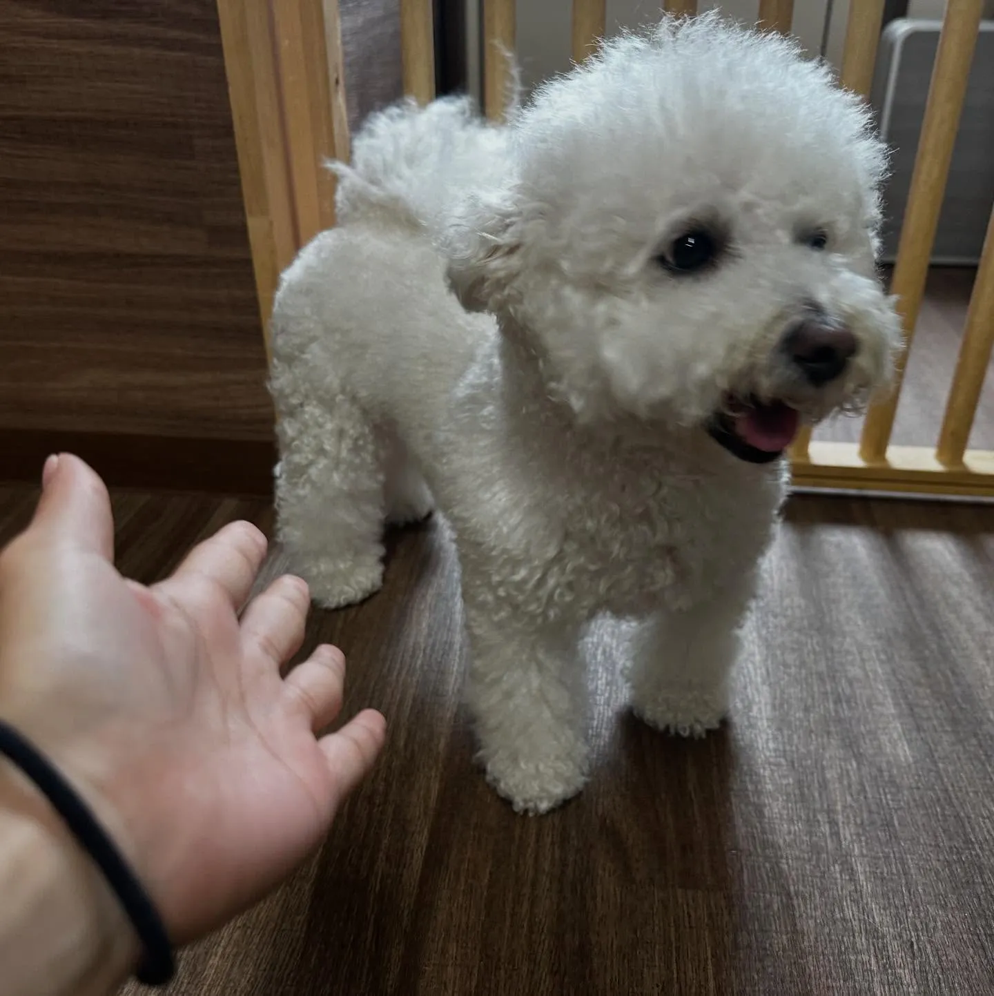 入会してくれたトゥブちゃんです💖