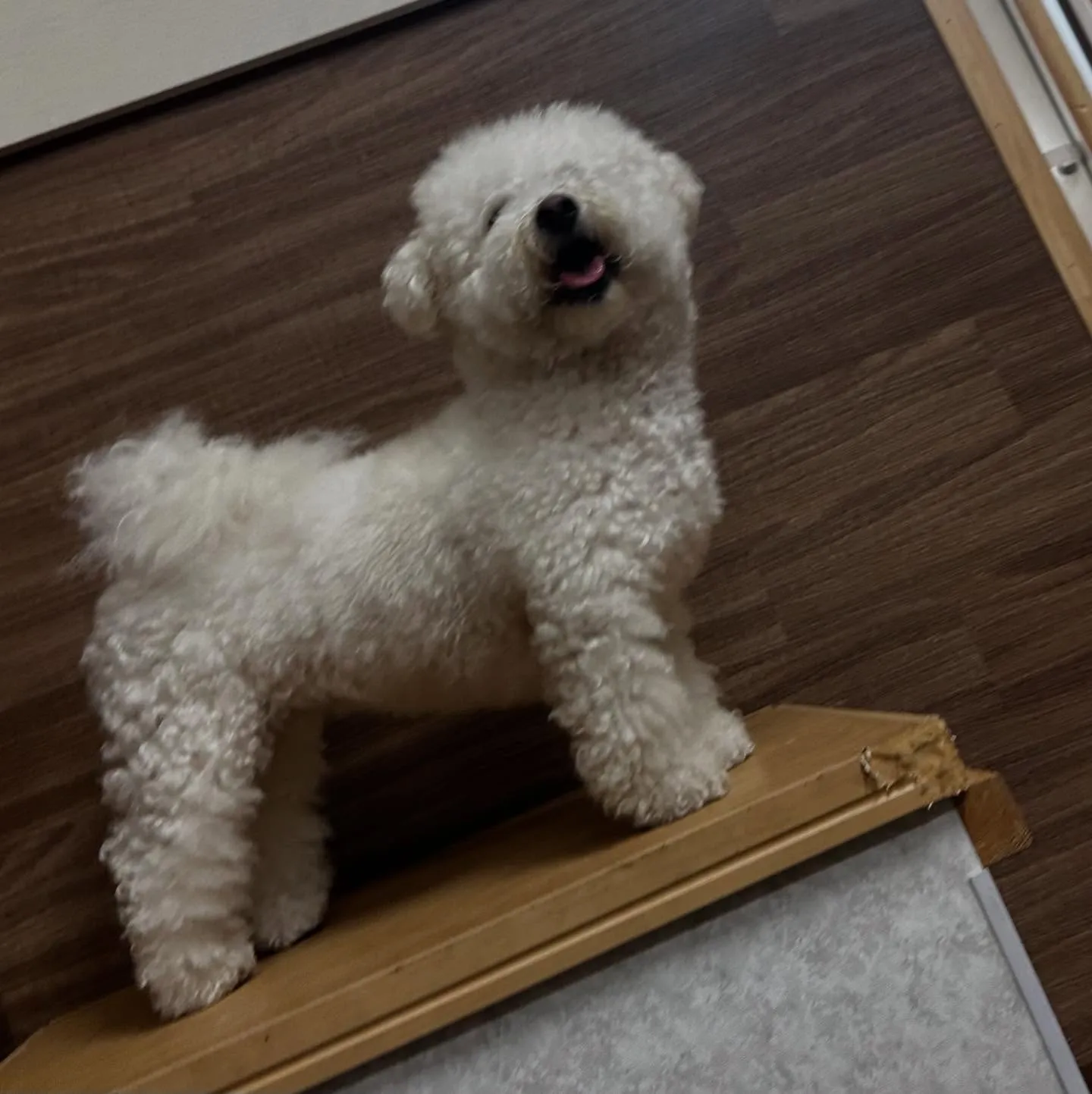 入会してくれたトゥブちゃんです💖