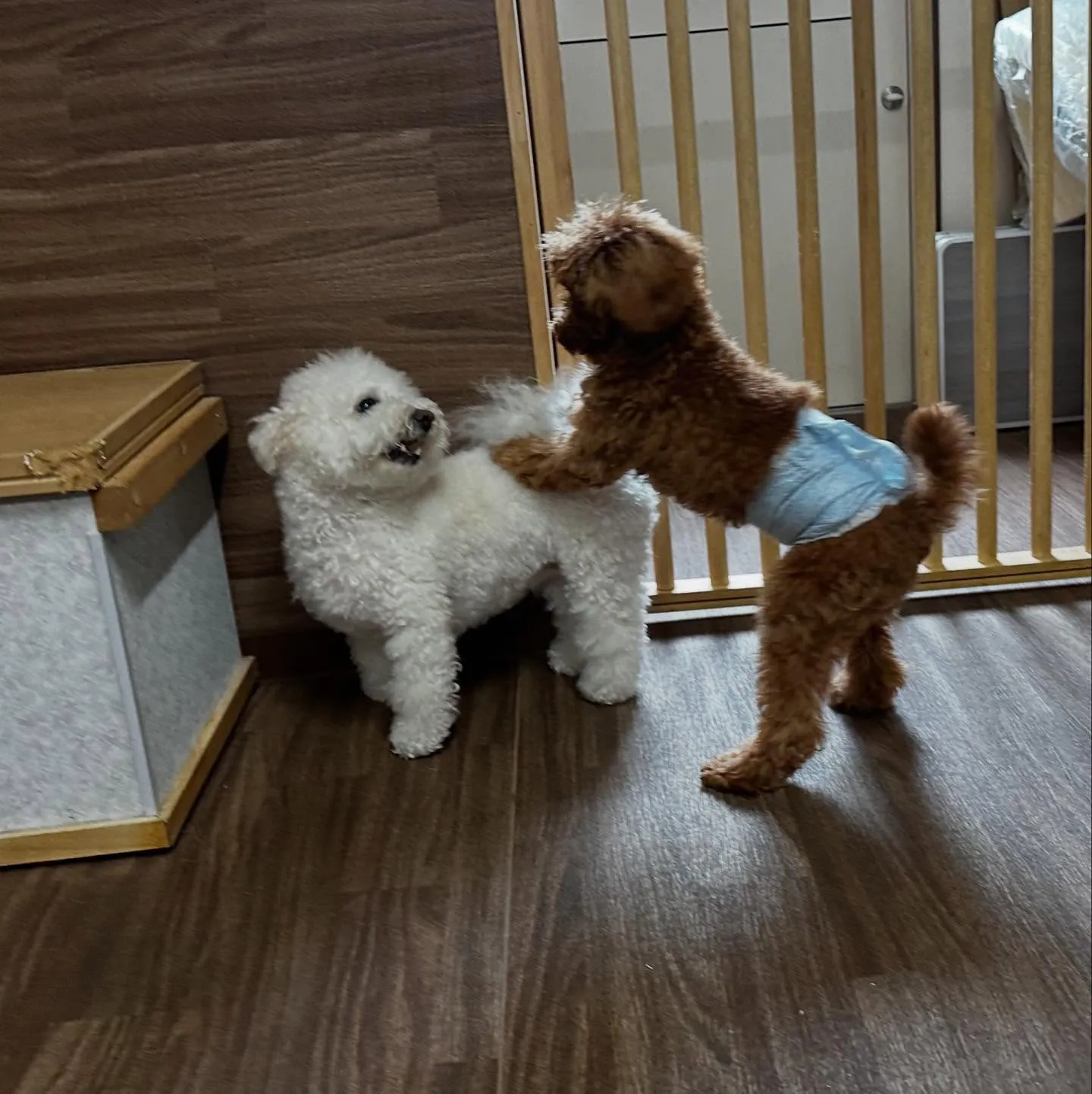 入会してくれたトゥブちゃんです💖