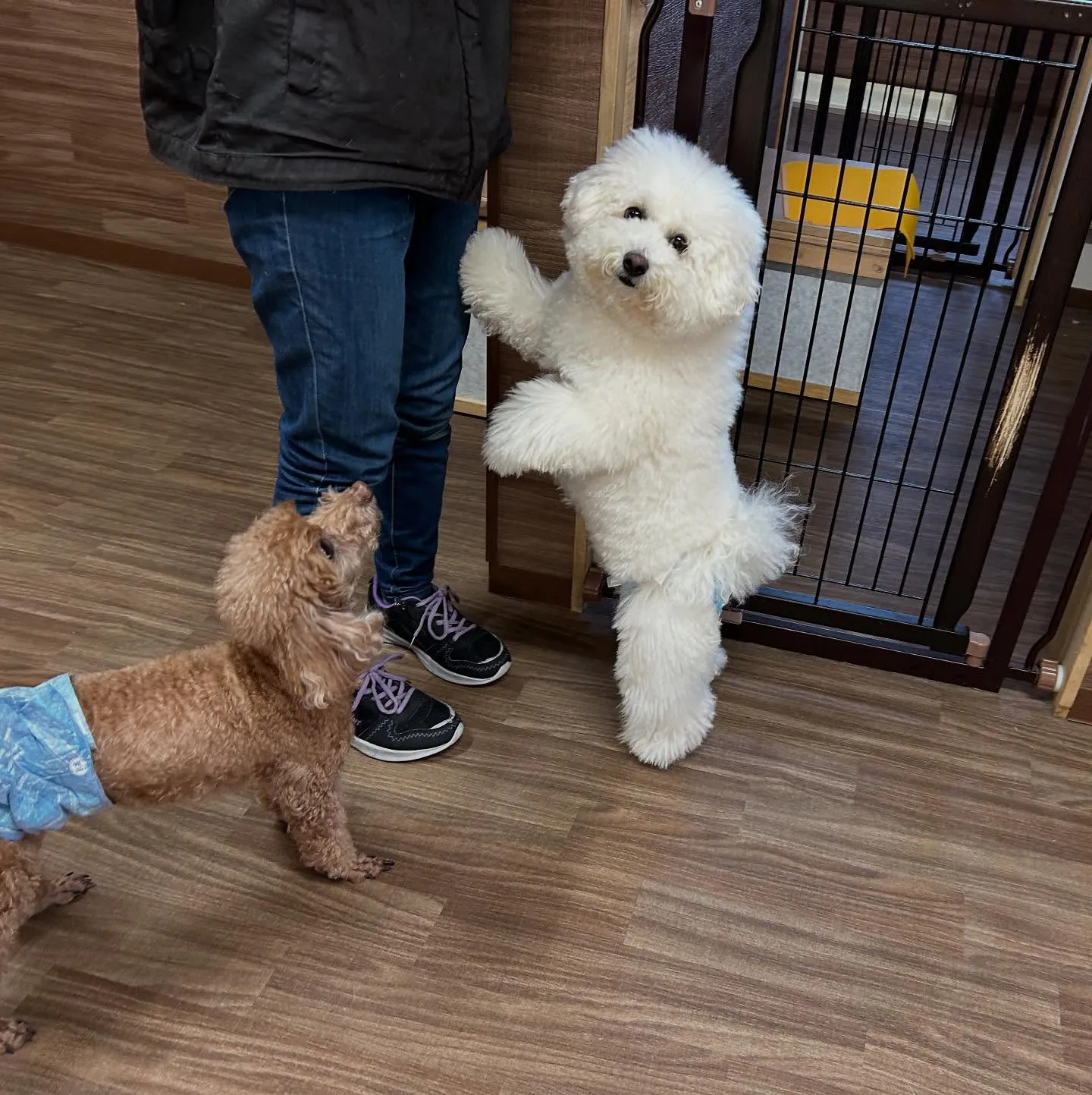 入会してくれたトゥブちゃんです💖