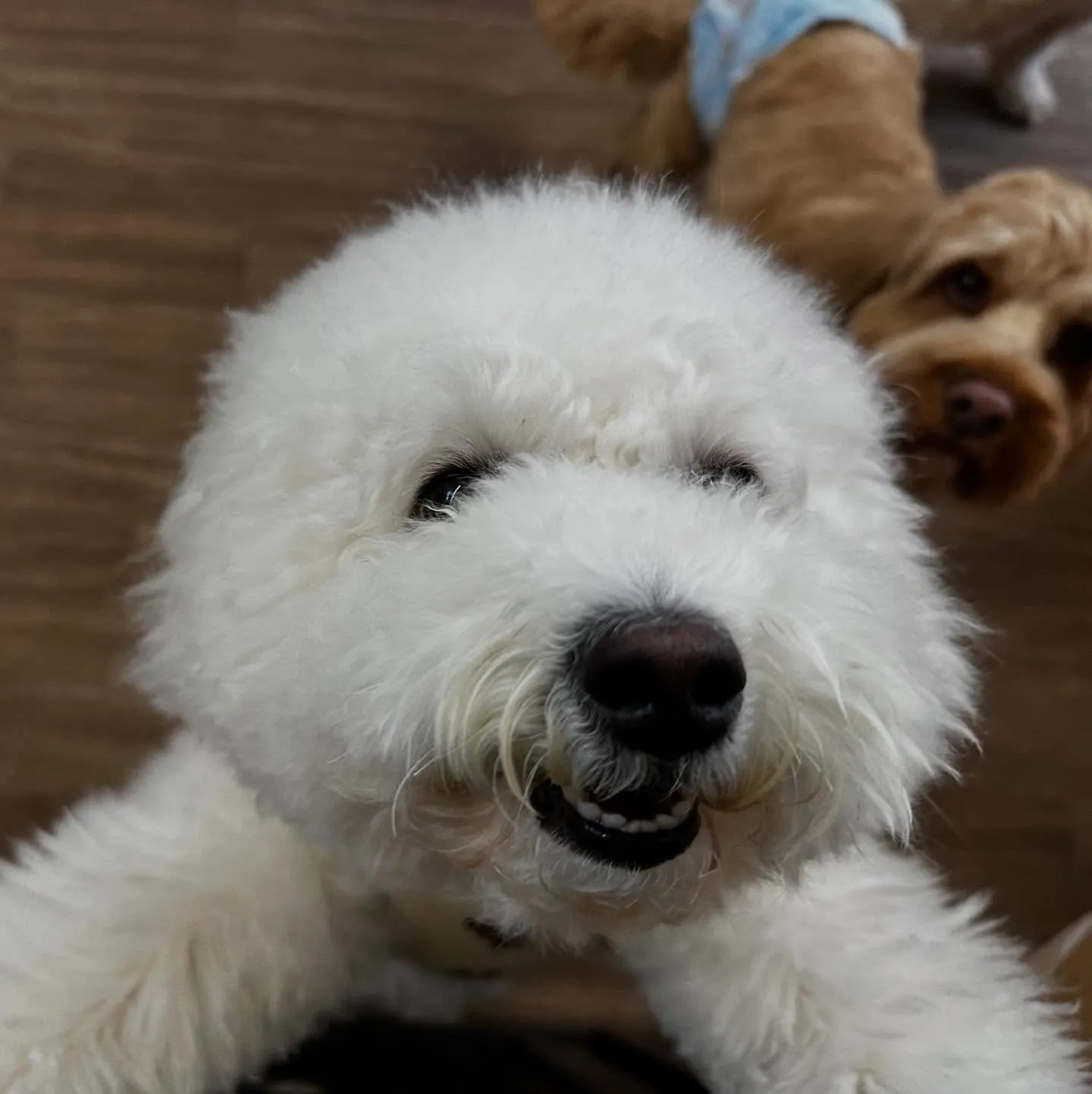 入会してくれたトゥブちゃんです💖