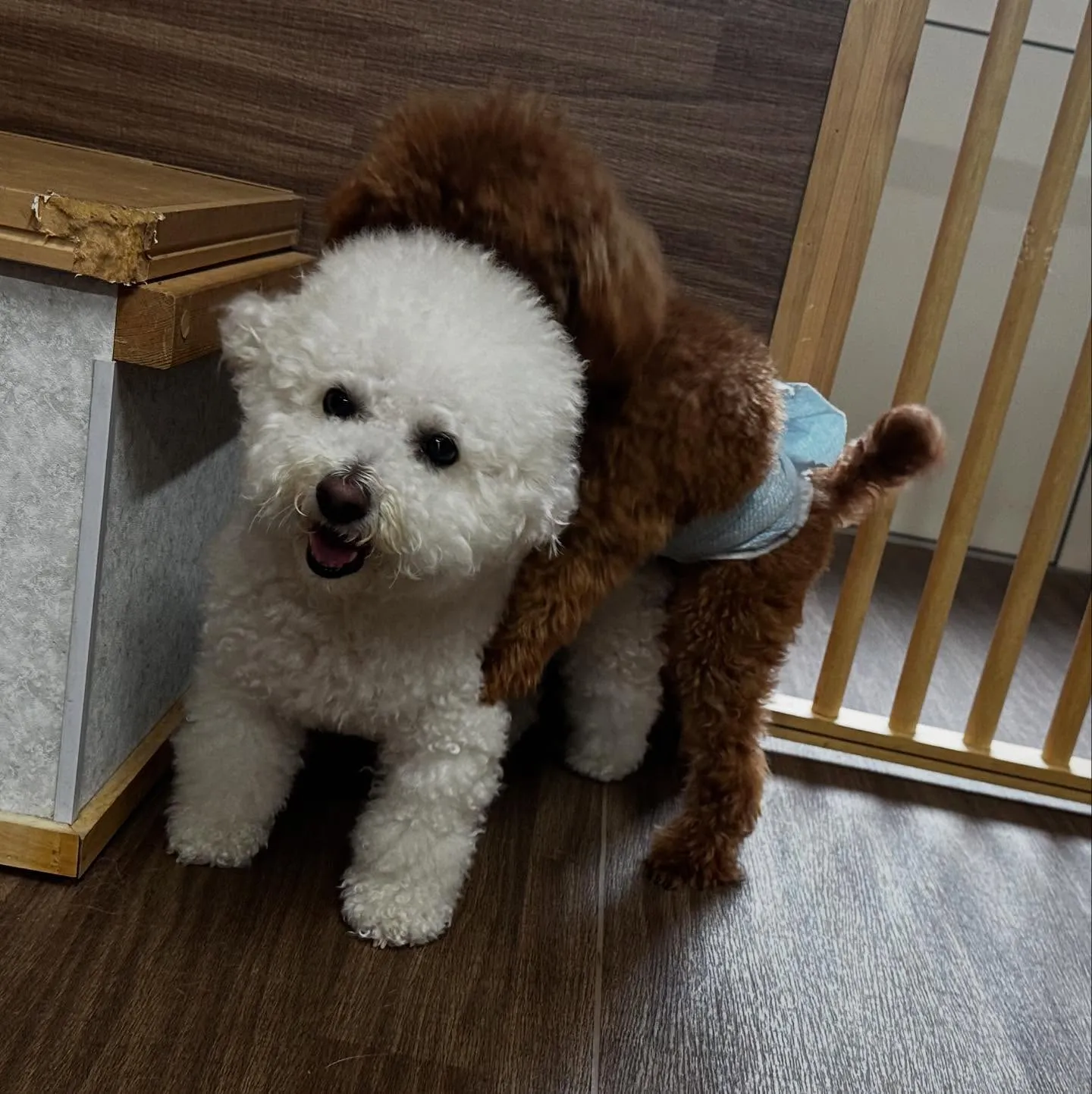 入会してくれたトゥブちゃんです💖