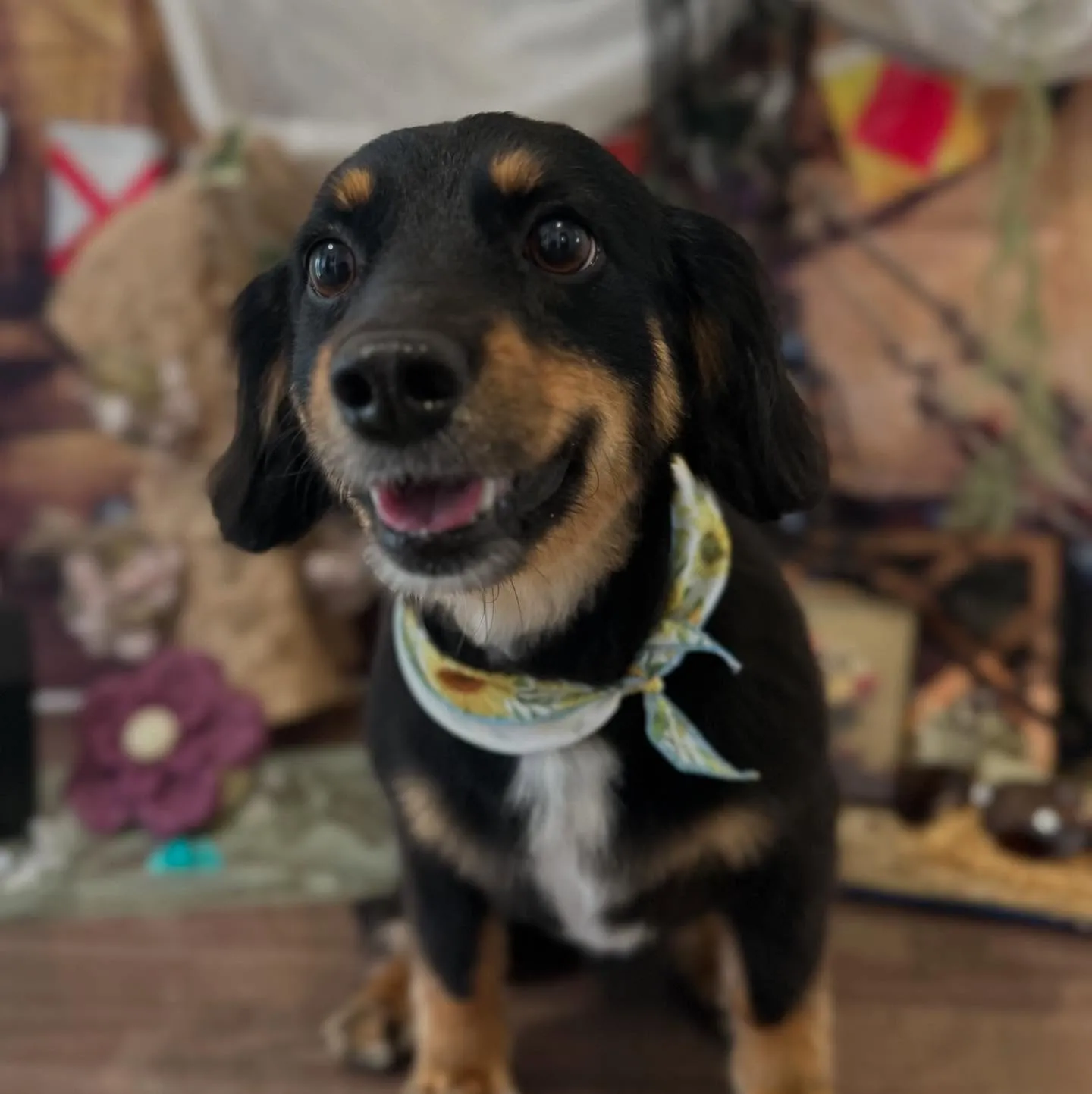 トリミングのセットメニューをご利用頂いたわんこたちです🎶