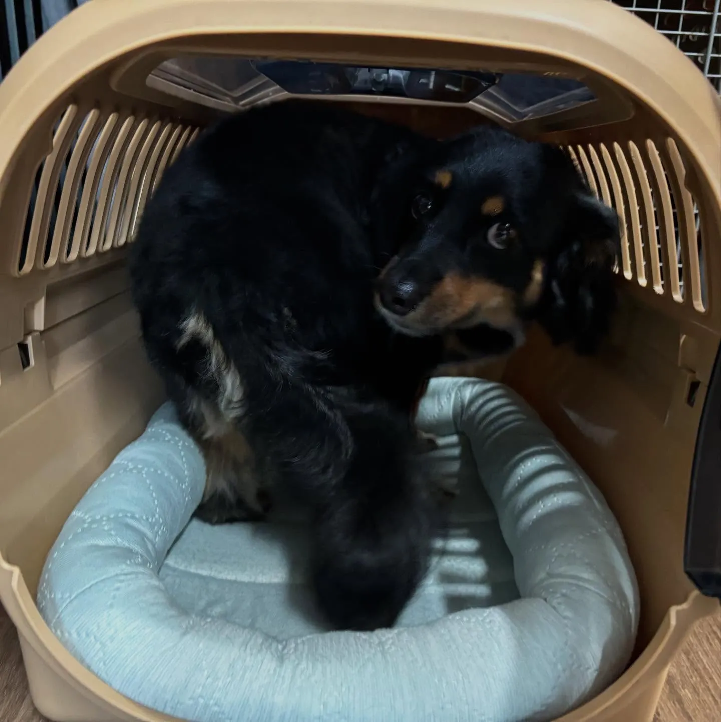 トリミングのセットメニューをご利用頂いたわんこたちです🎶