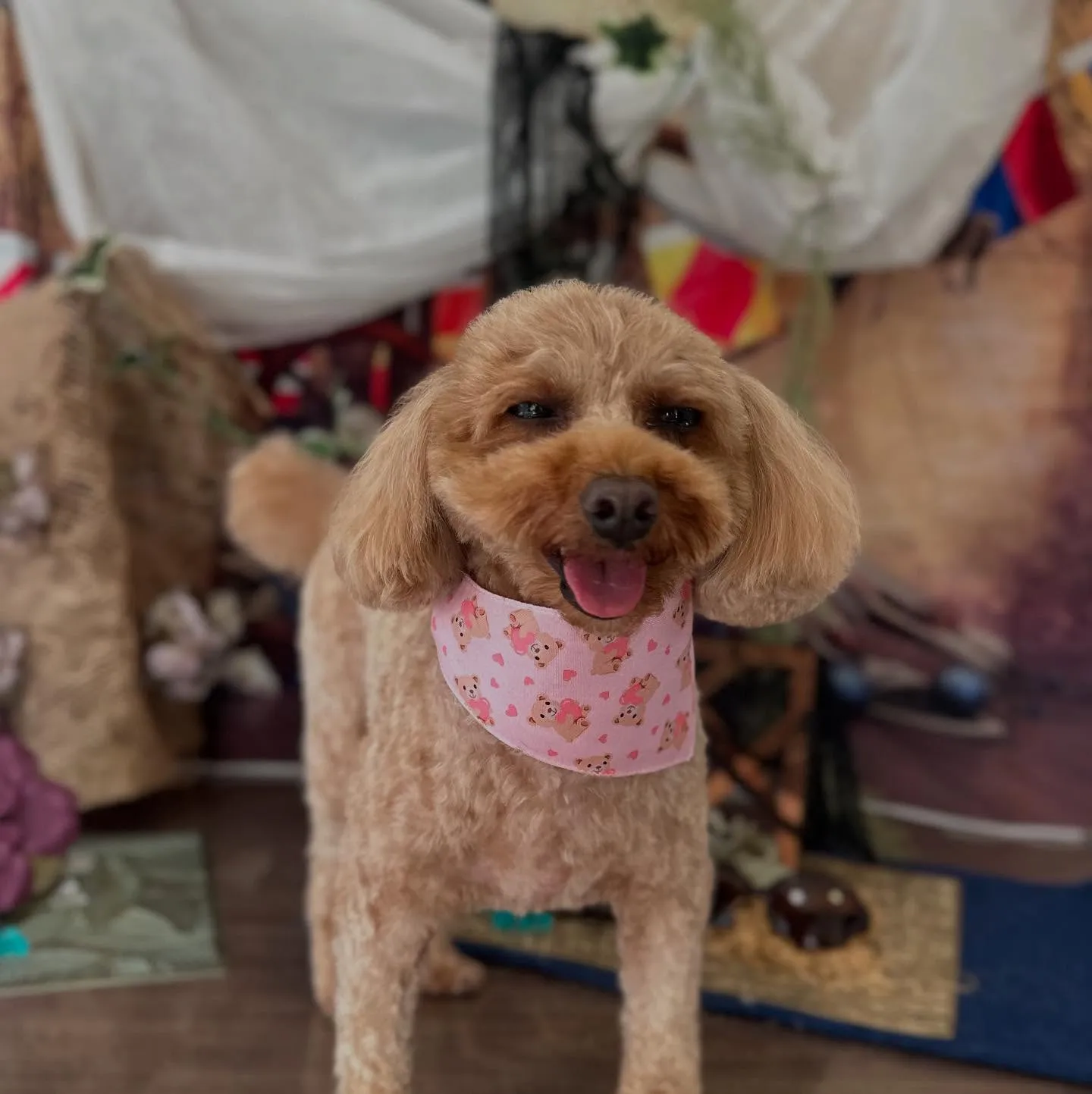 トリミングのセットメニューをご利用頂いたわんこたちです🎶