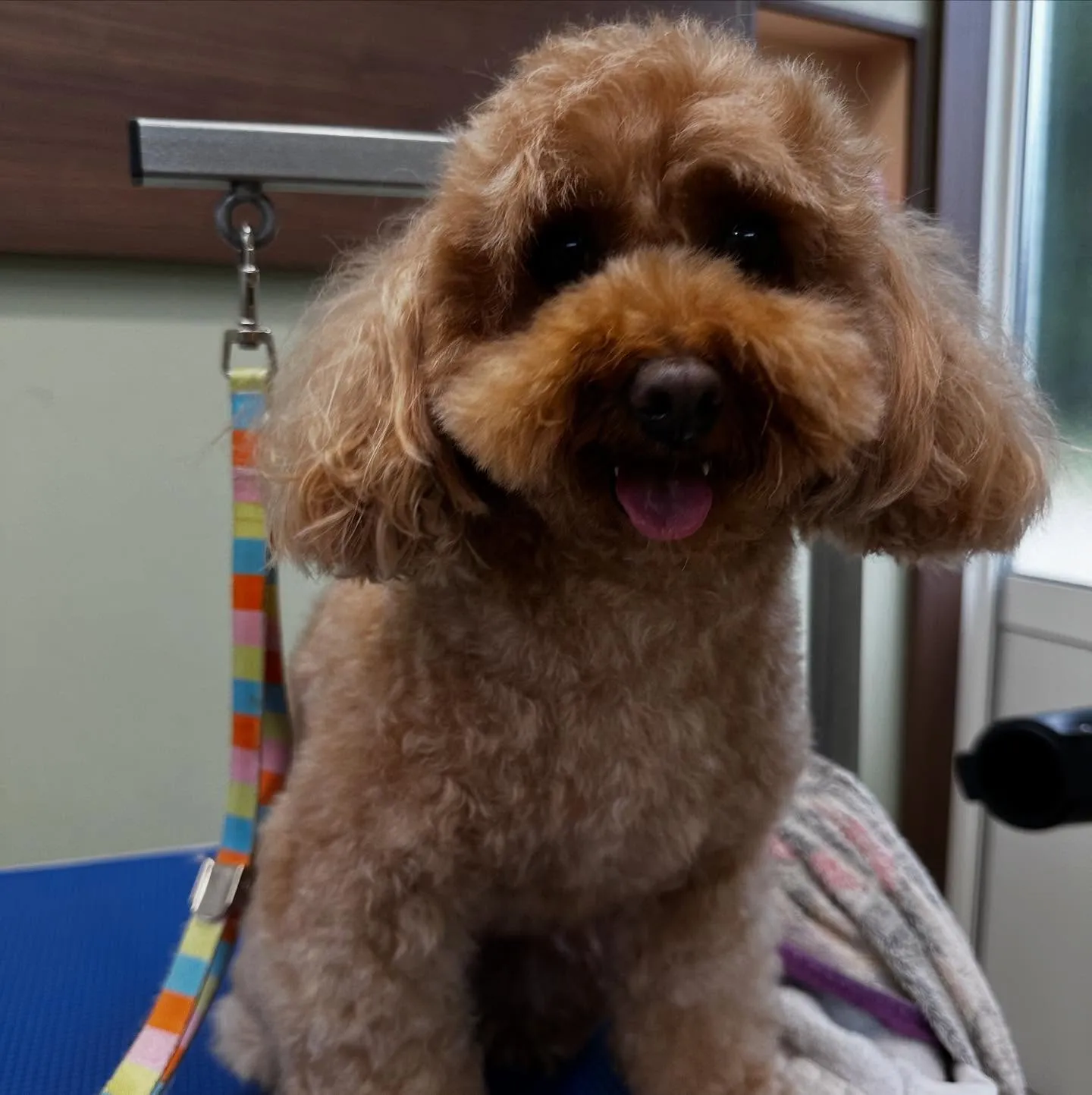 トリミングのセットメニューをご利用頂いたわんこたちです🎶