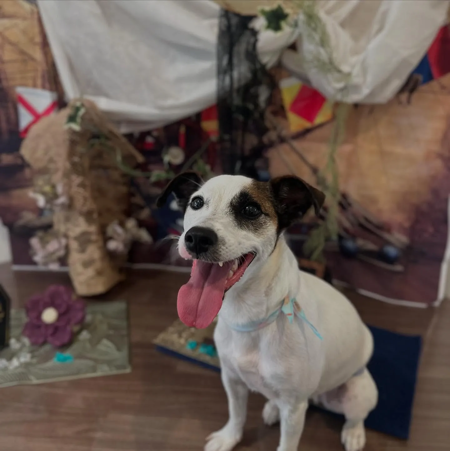 トリミングのセットメニューをご利用頂いたわんこたちです🎶