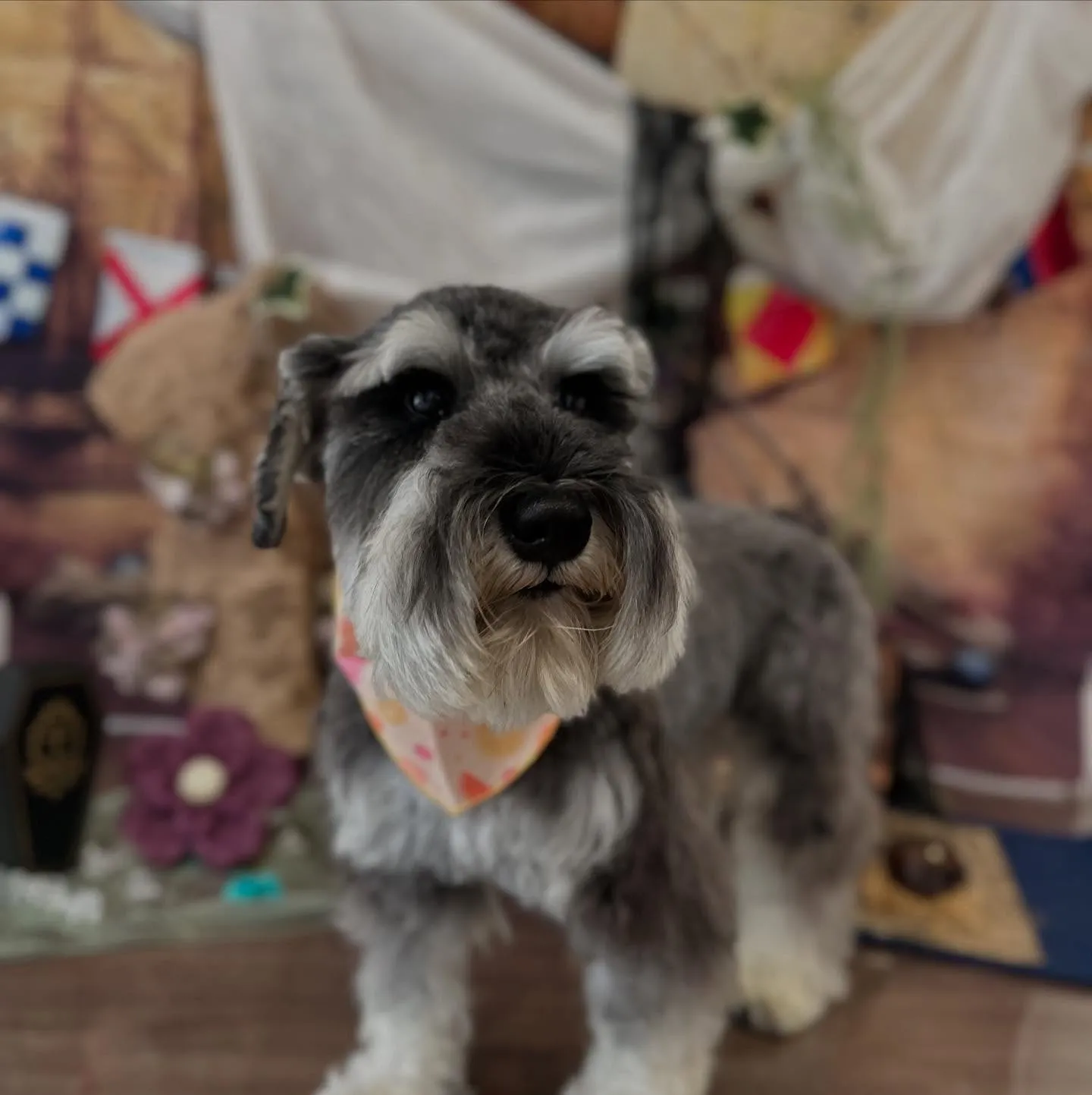 トリミングのセットメニューをご利用頂いたわんこたちです🎶