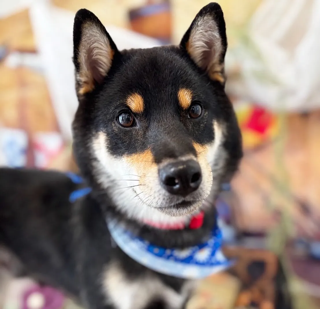 トリミングのセットメニューをご利用頂いたわんこたちです🎶