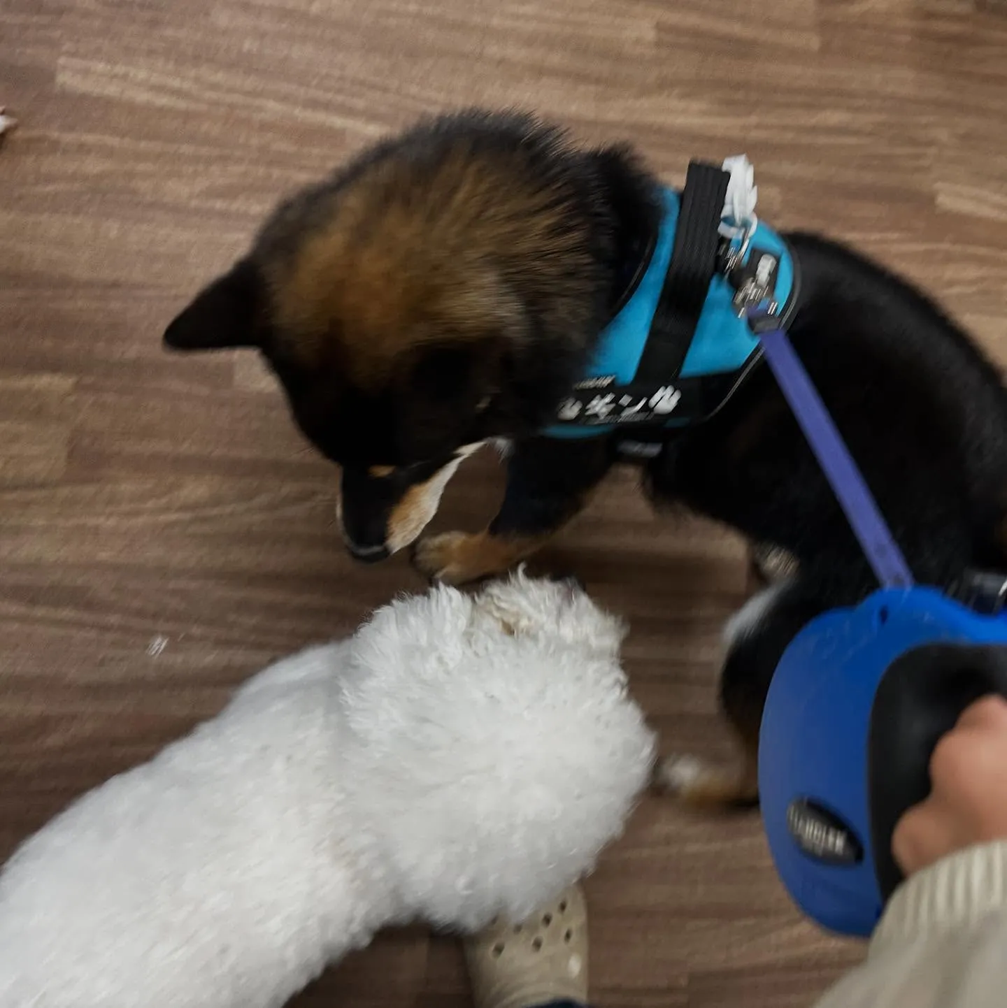 トリミングのセットメニューをご利用頂いたわんこたちです🎶