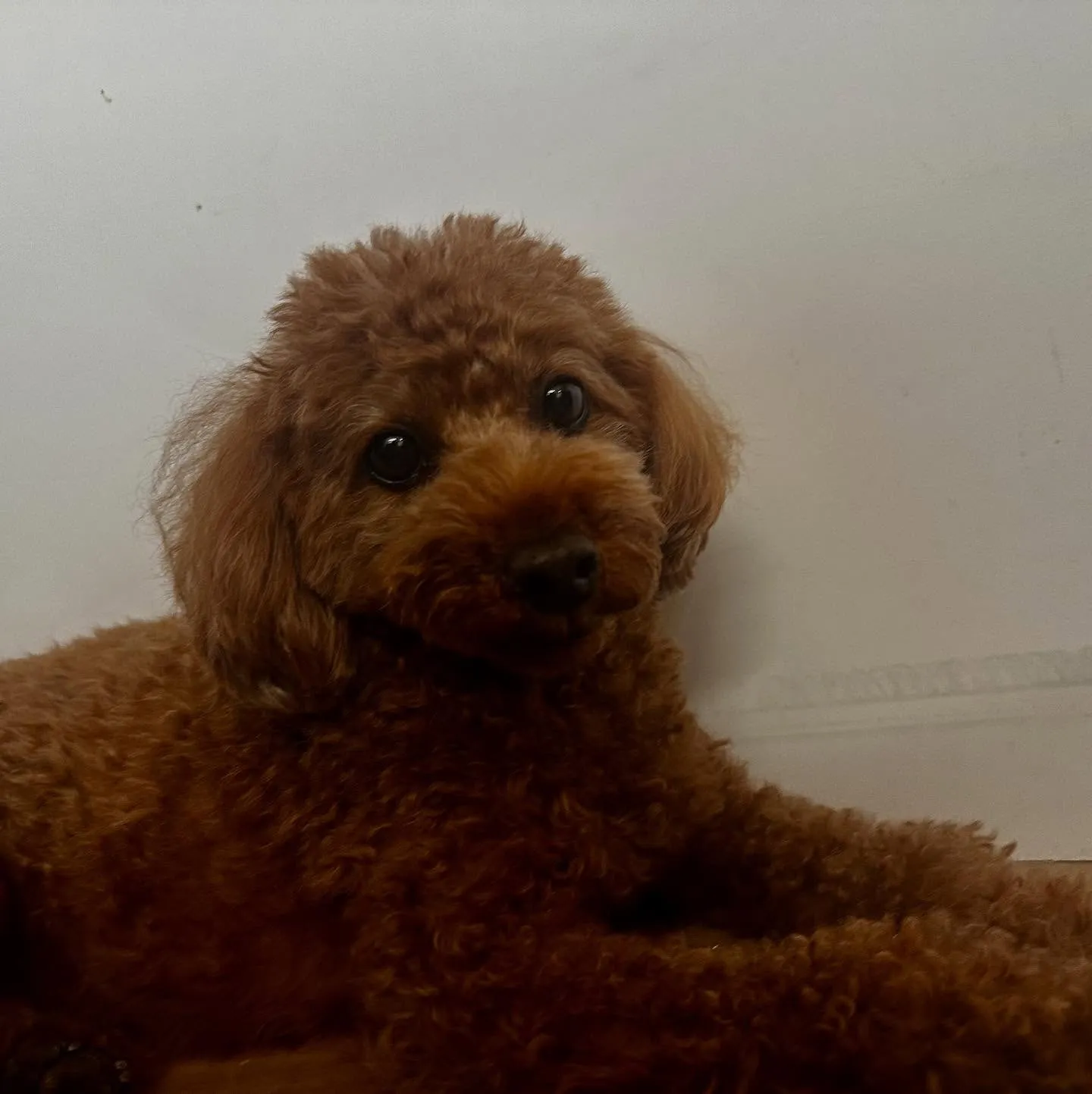 入会してくれたコテツくんです🎶