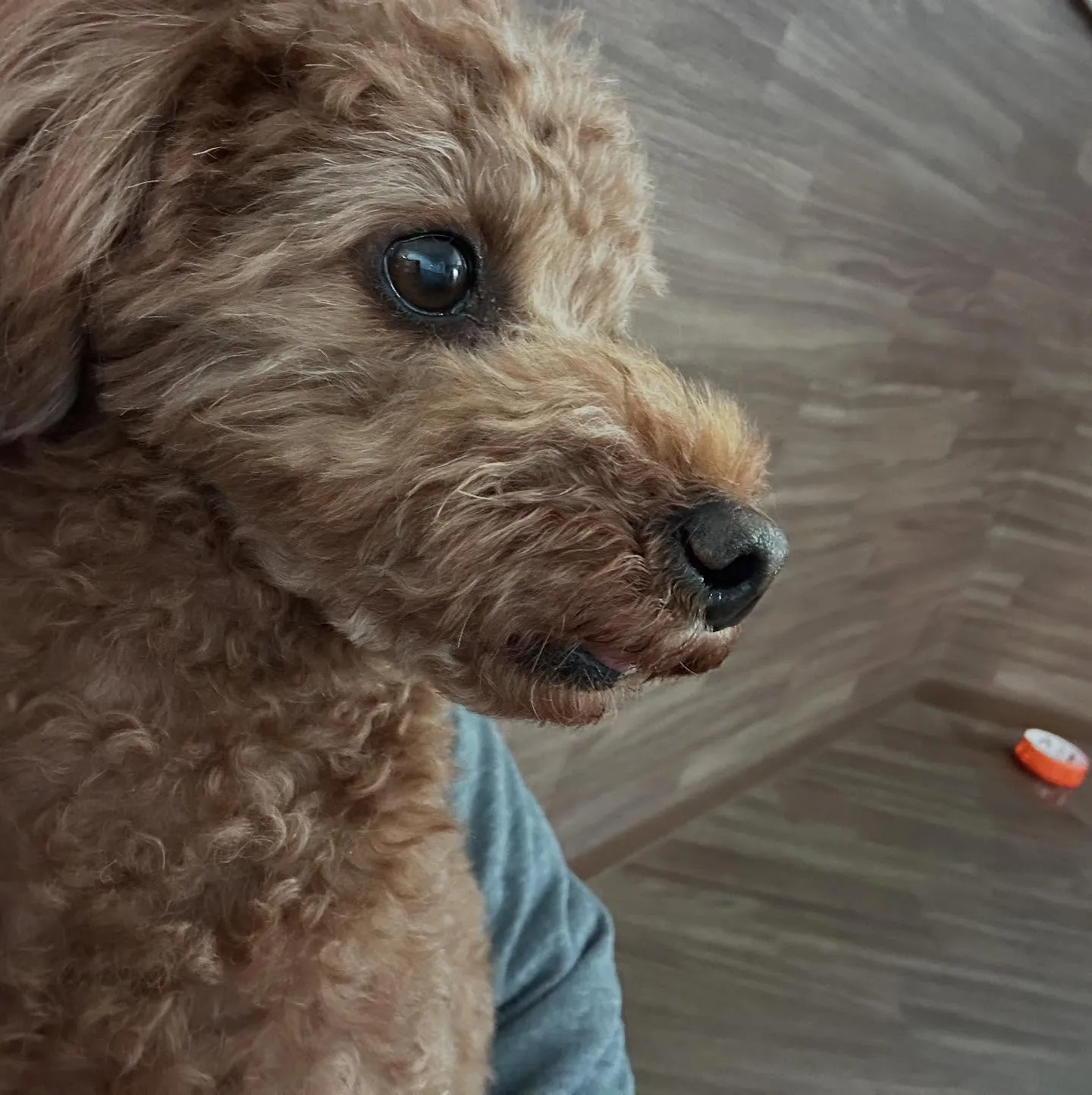 入会してくれたコテツくんです🎶