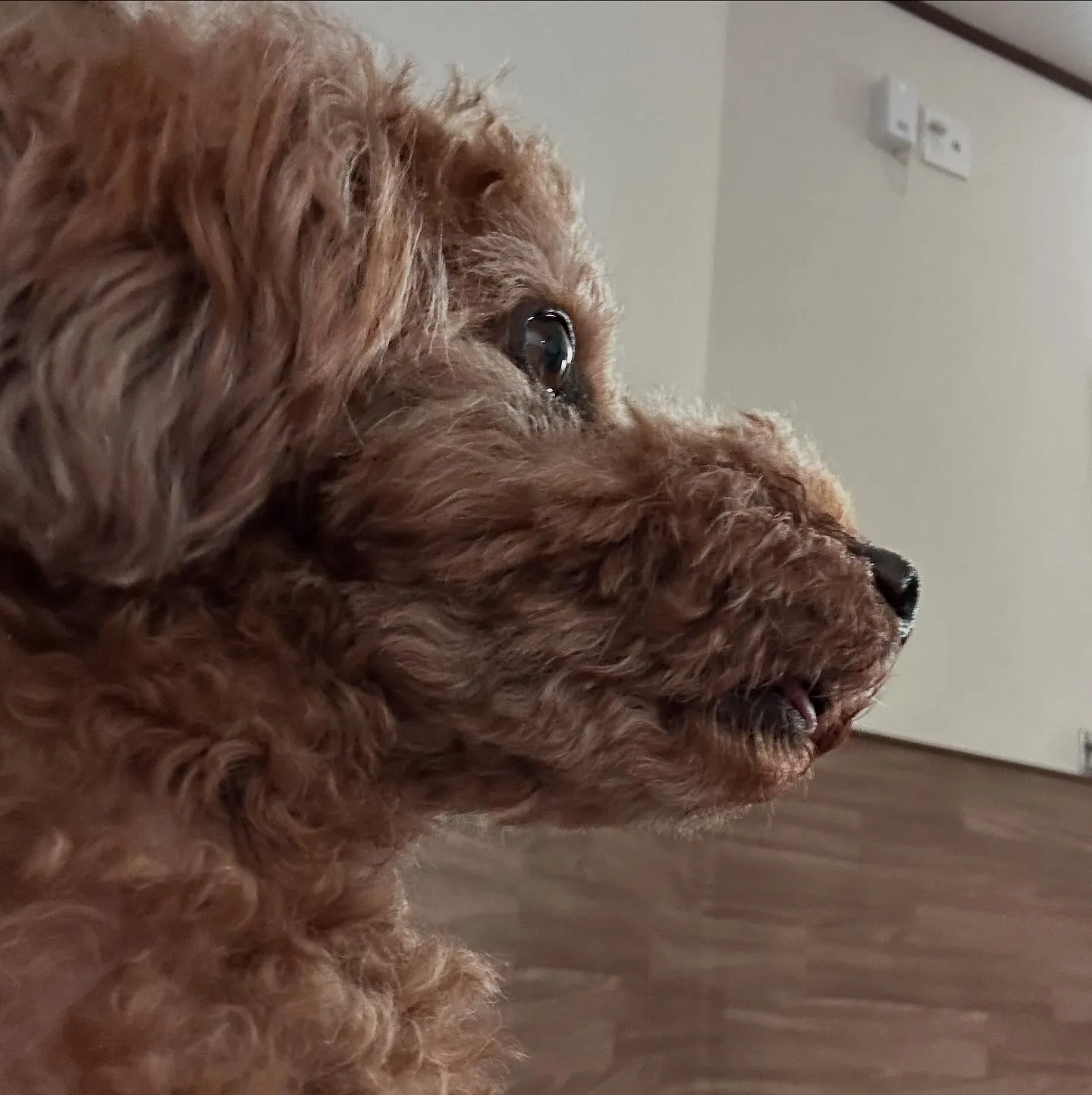 入会してくれたコテツくんです🎶