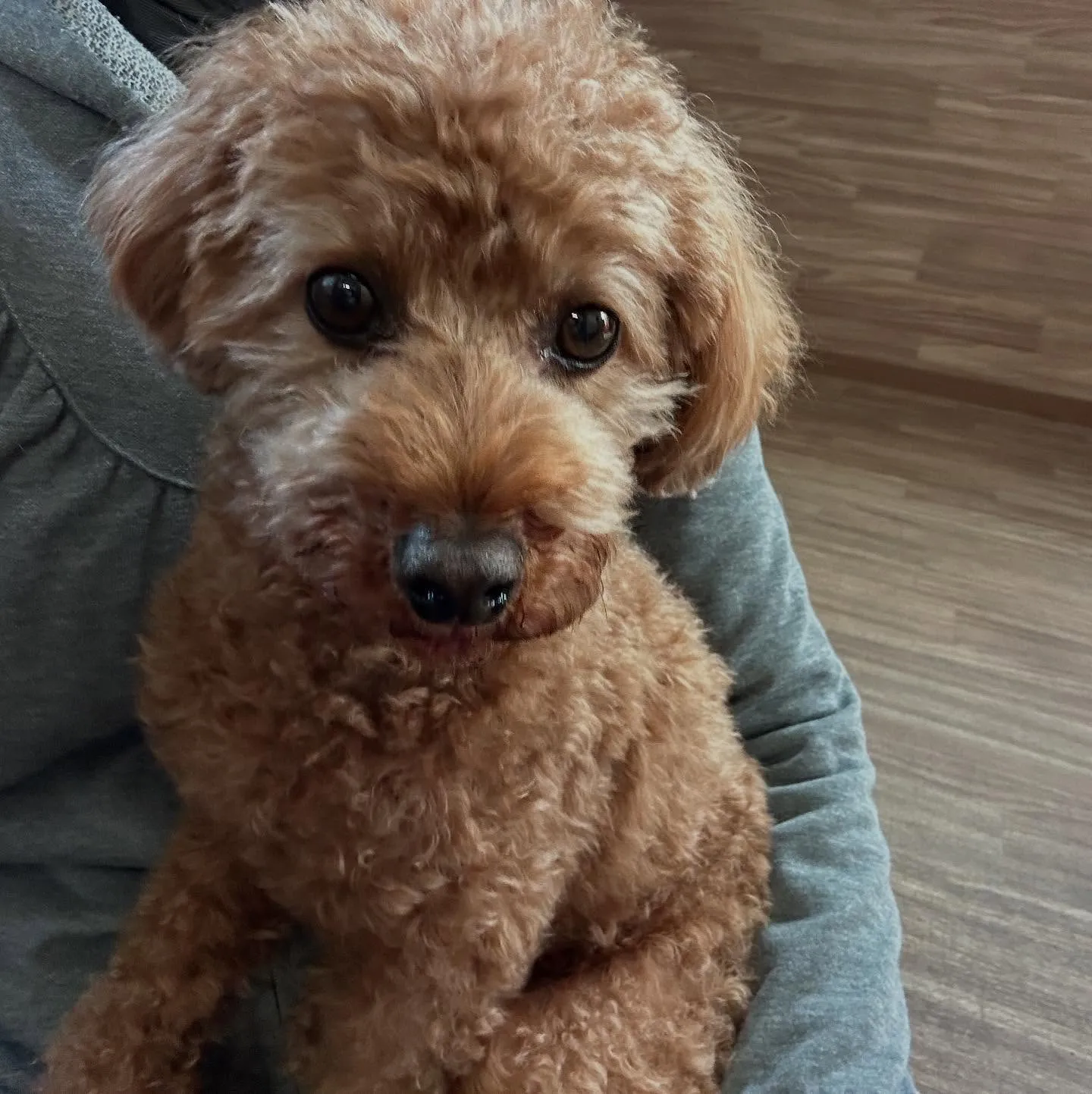 入会してくれたコテツくんです🎶