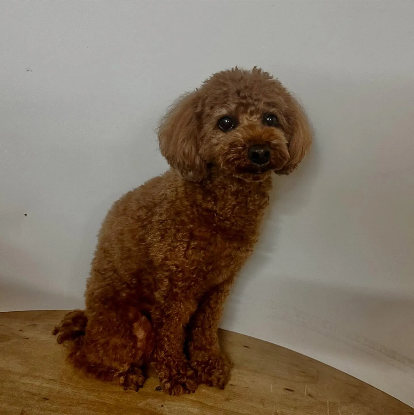 入会してくれたコテツくんです🎶