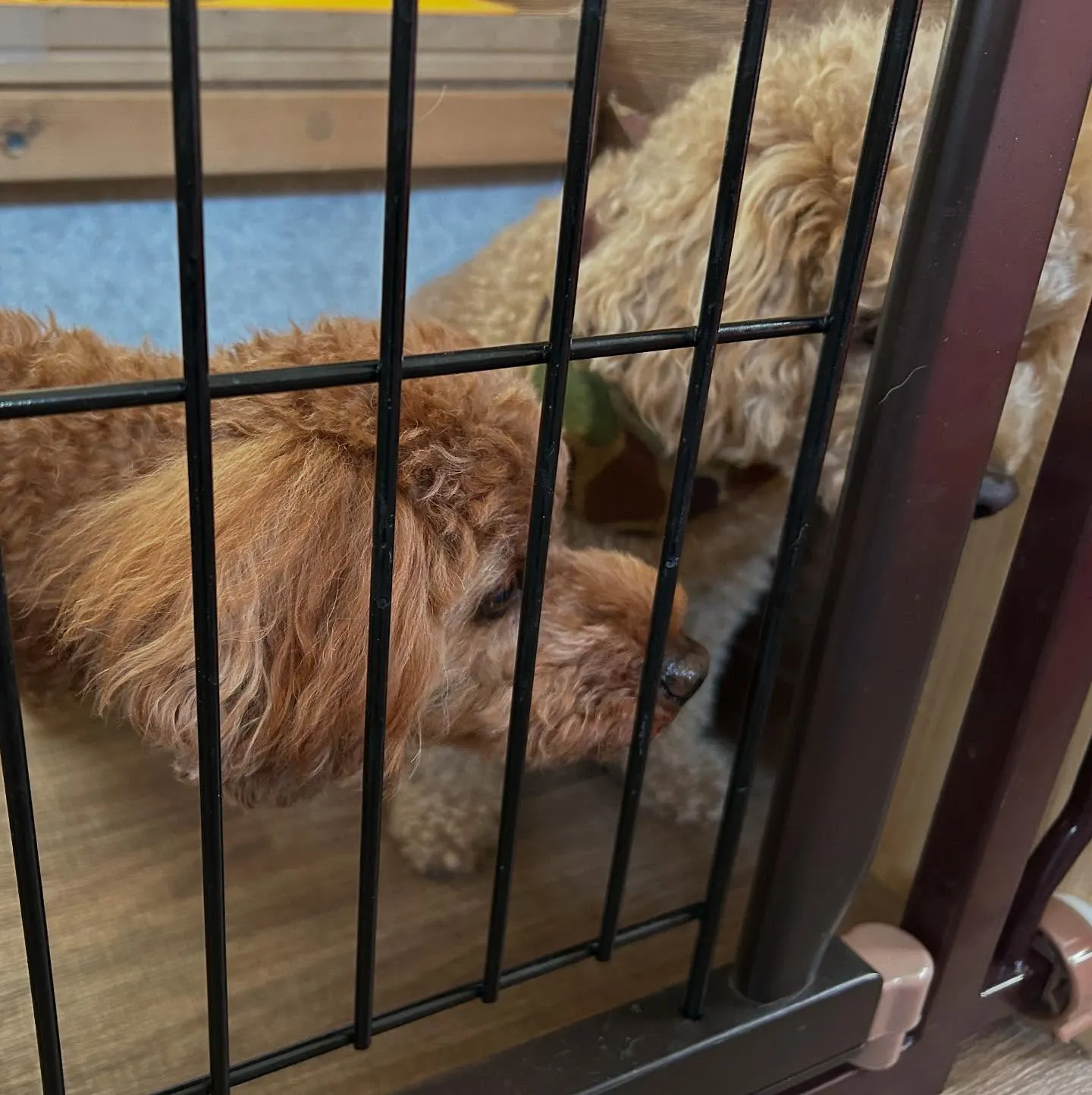 入会してくれたコテツくんです🎶