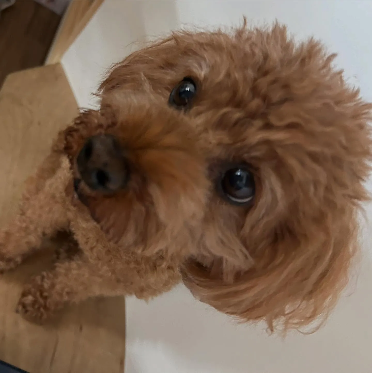 入会してくれたコテツくんです🎶