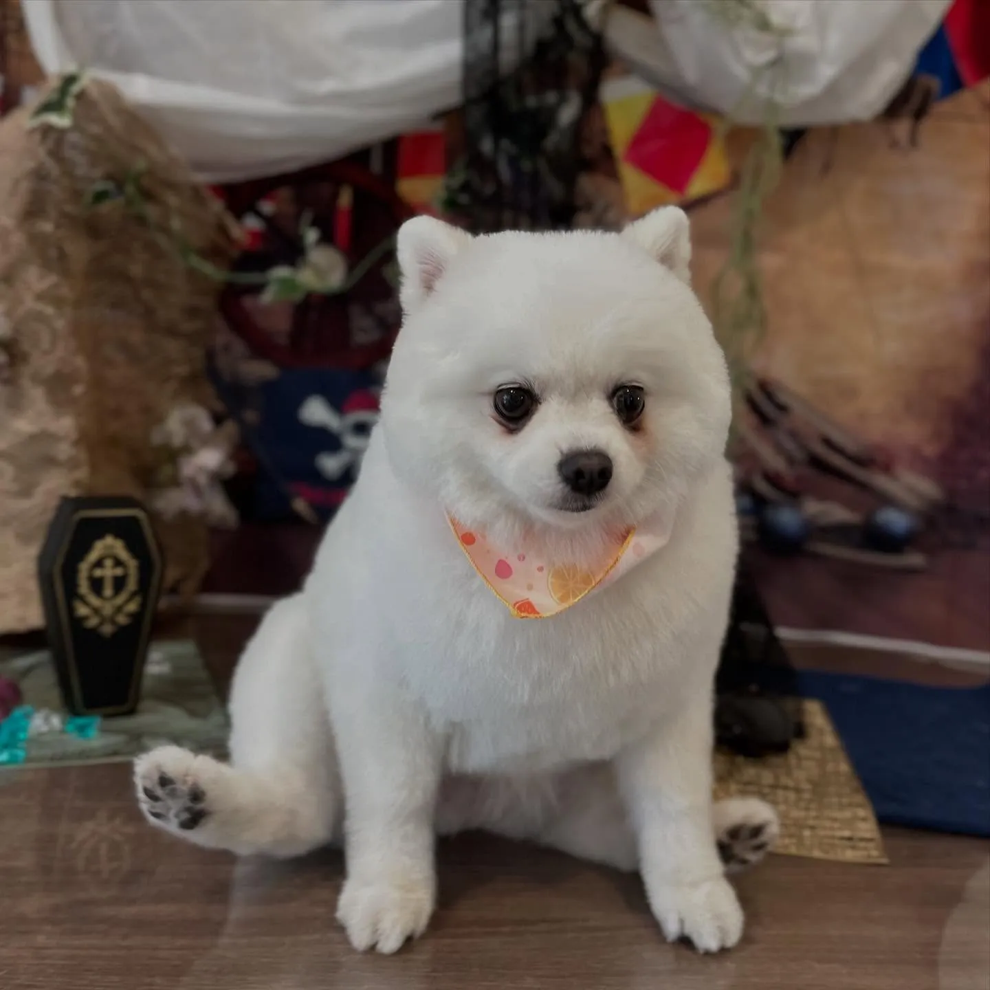 トリミングのセットメニューをご利用頂いたわんこたちです🌟